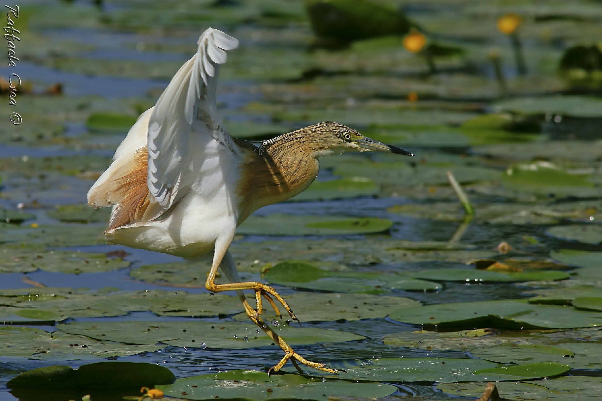 Sgarza Ciuffetto in caccia