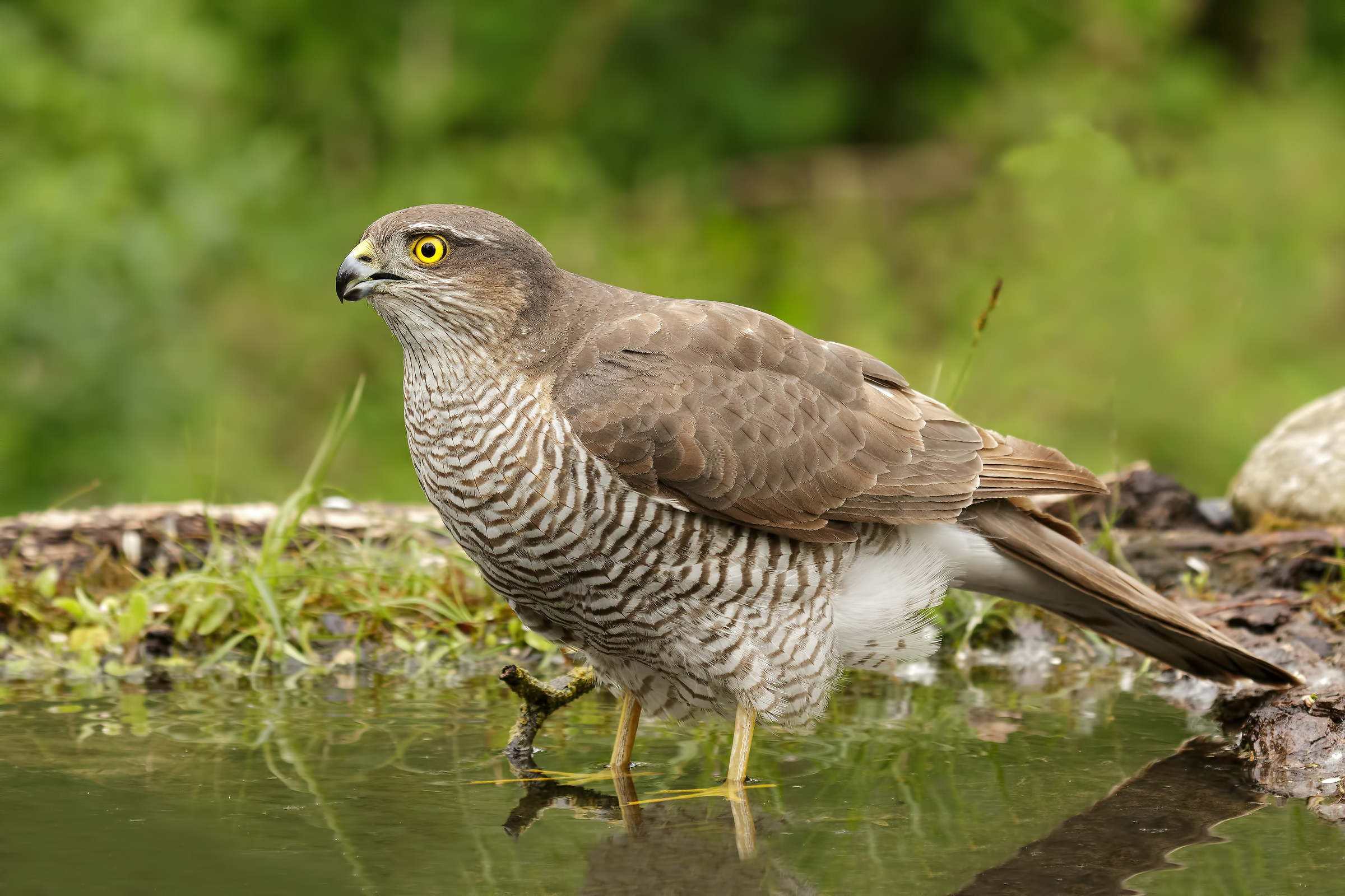 sparrowhawk