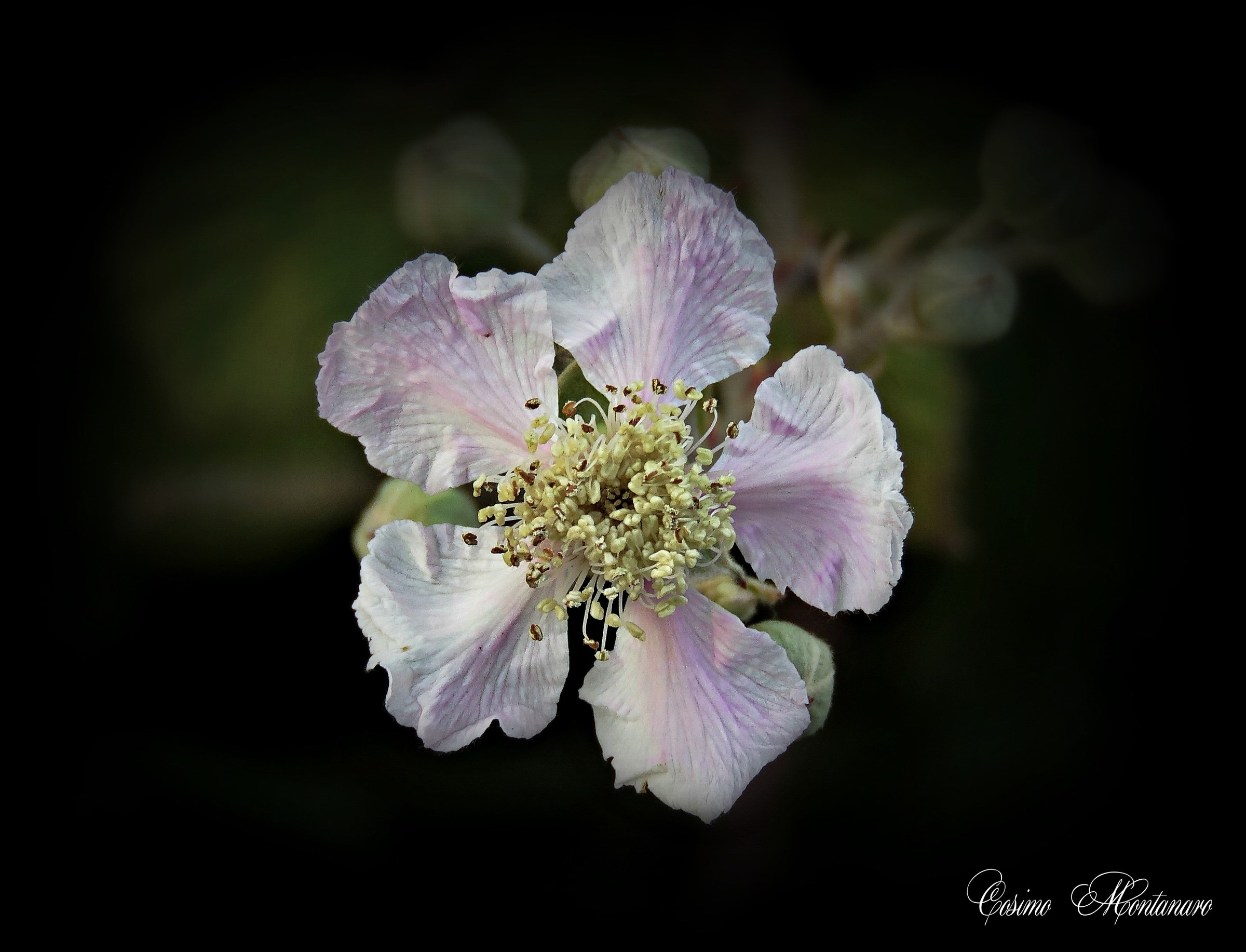 Bramble flower