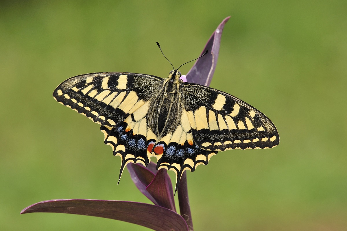Machaon