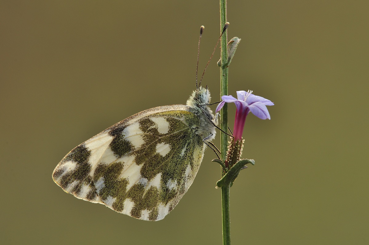 Pontia edusa (Fabricius, 1777)