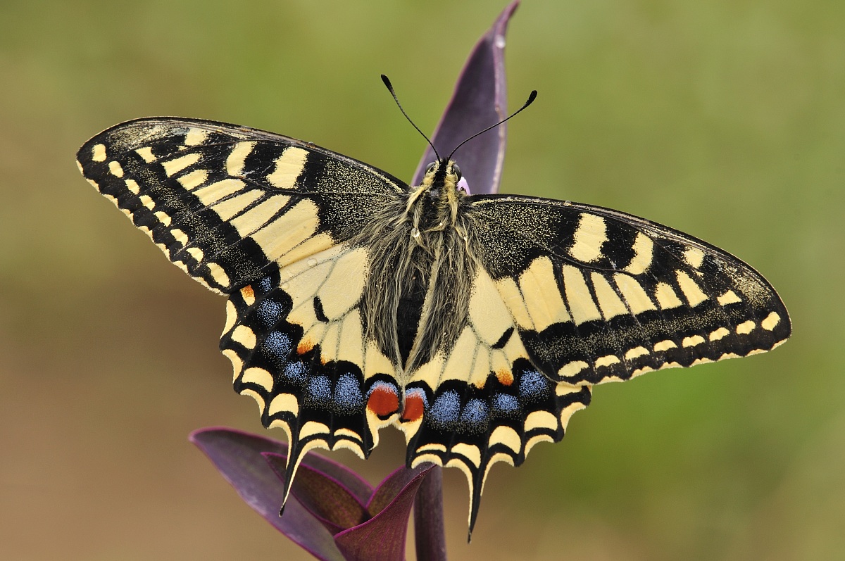 Machaon