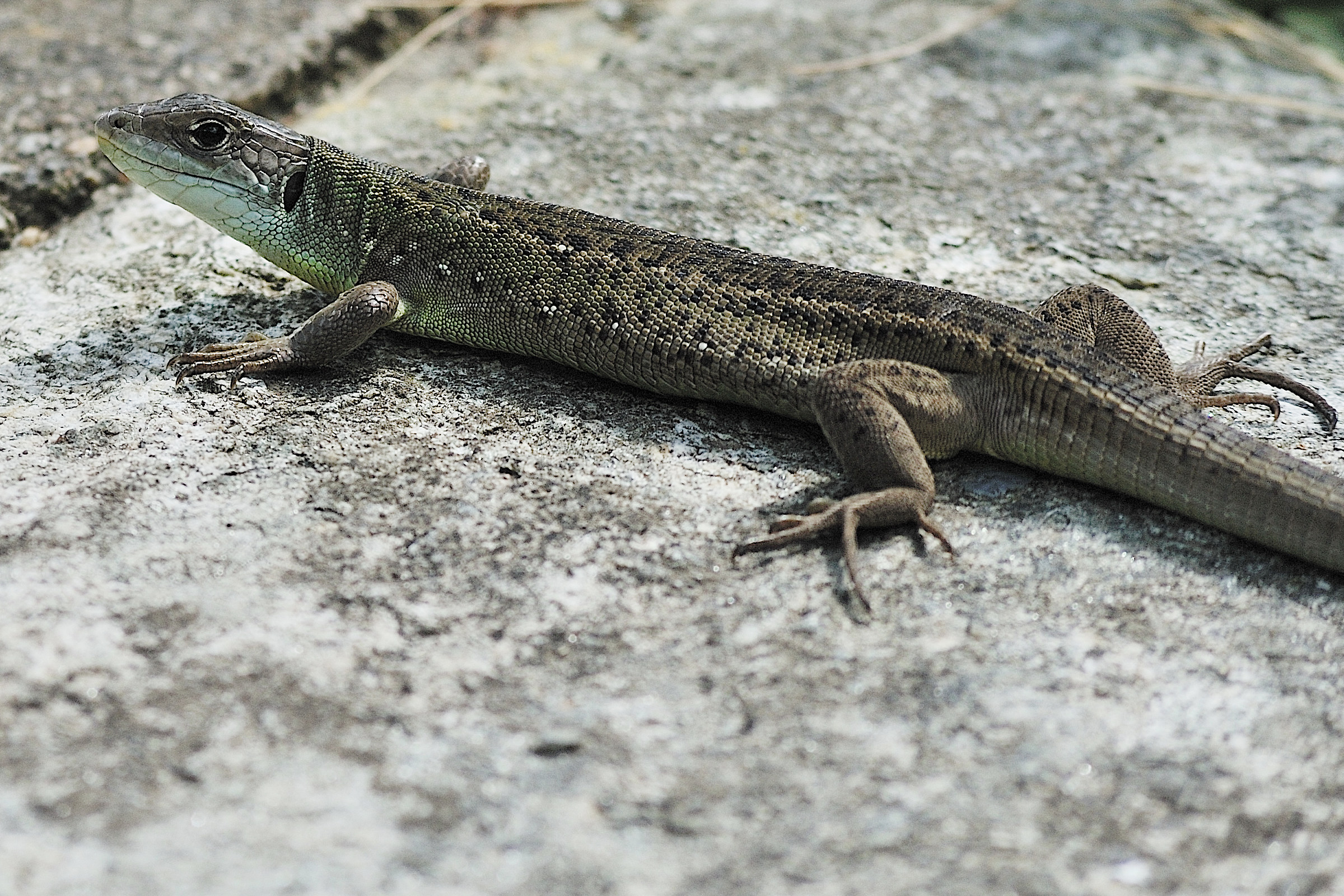Lacerta bilineata ( juv. )