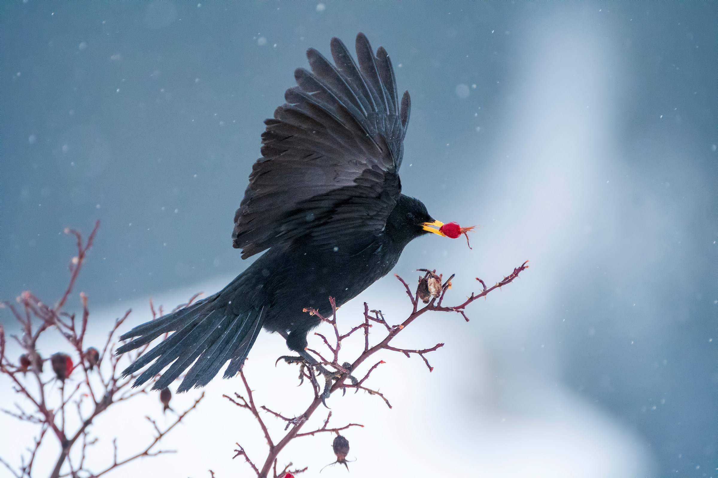 Alpine chough