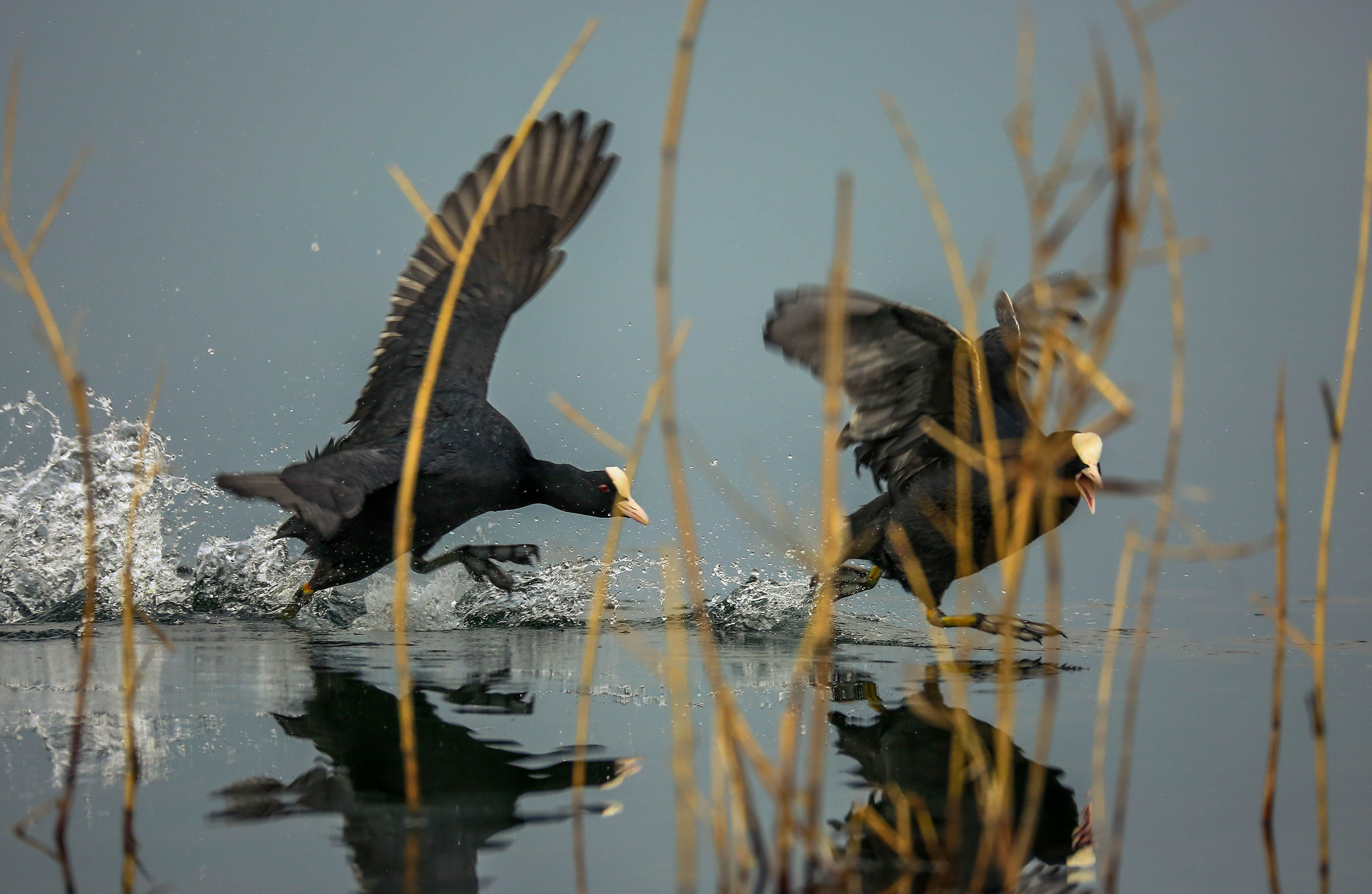 tussle between the reeds