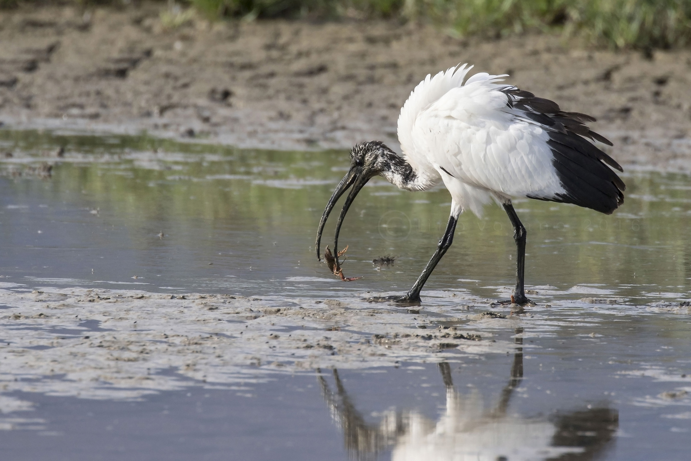 Ibis sacro - Finalmente ti ho preso.........