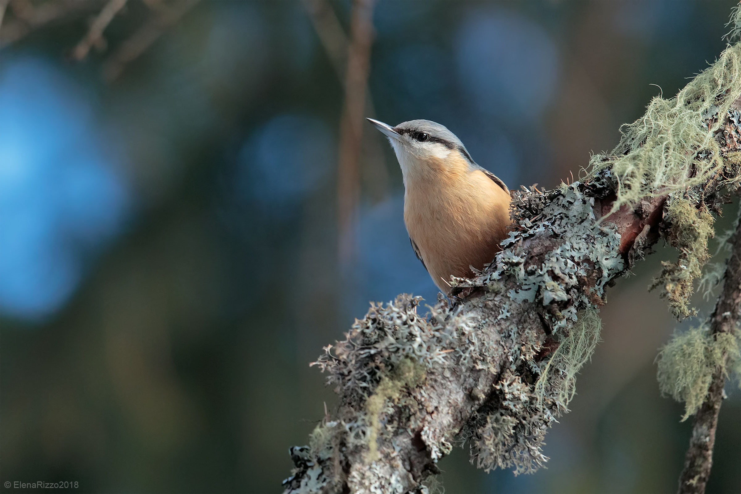 Nuthatch