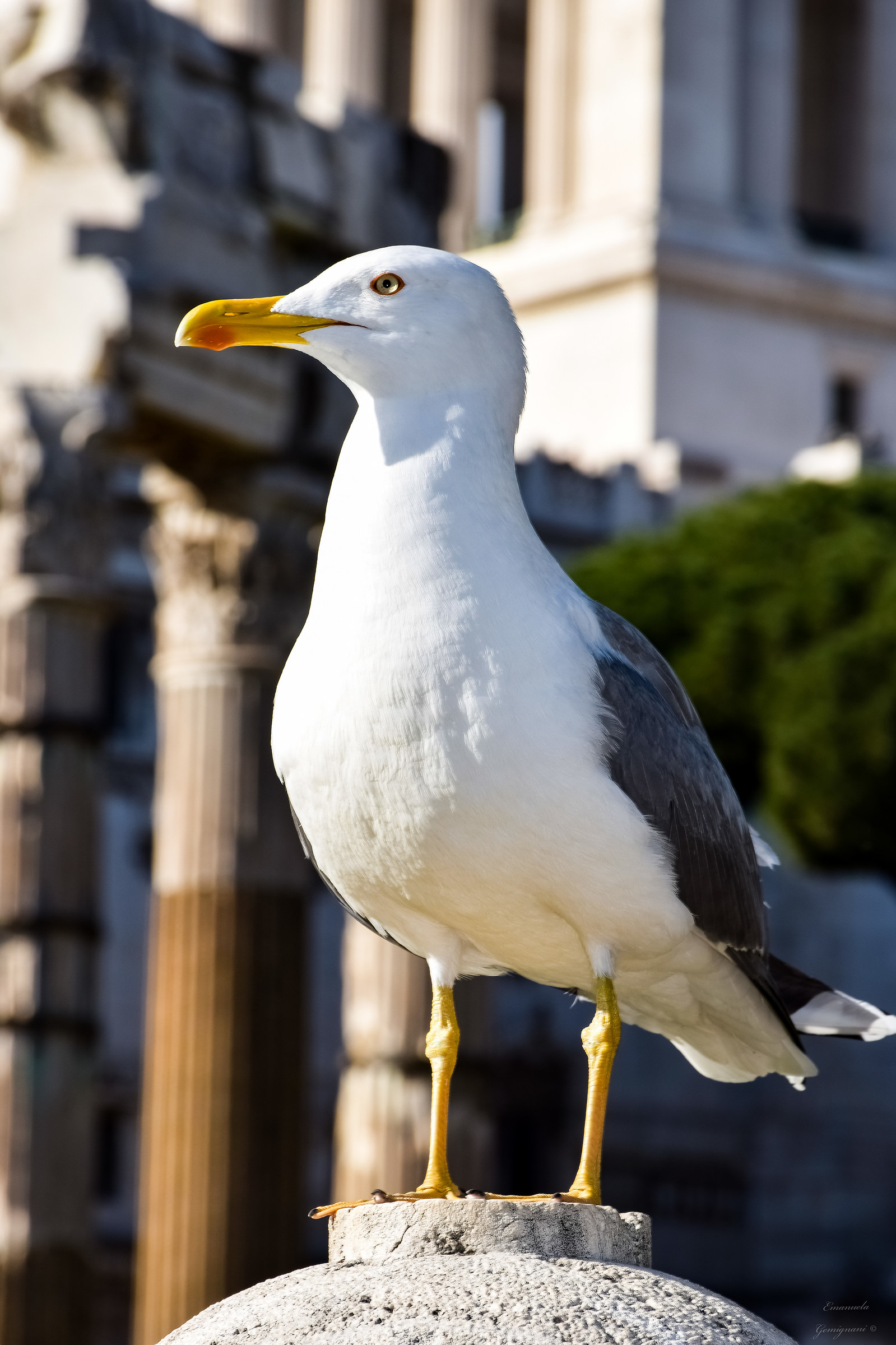 The Roman seagull