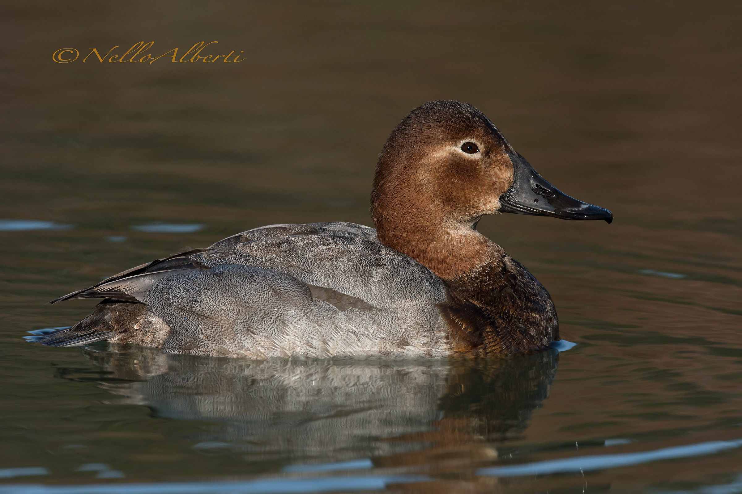 Female of Pochard in HD