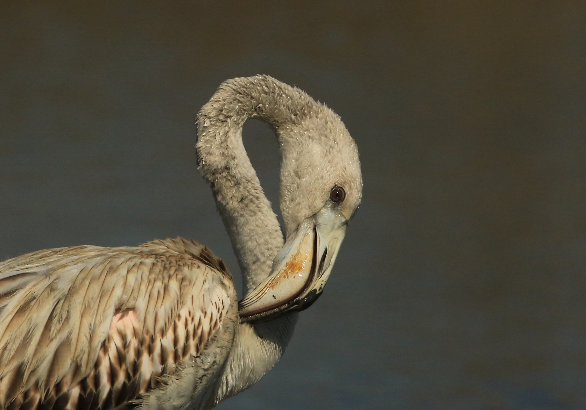 young flamingo with a great desire to cuddle