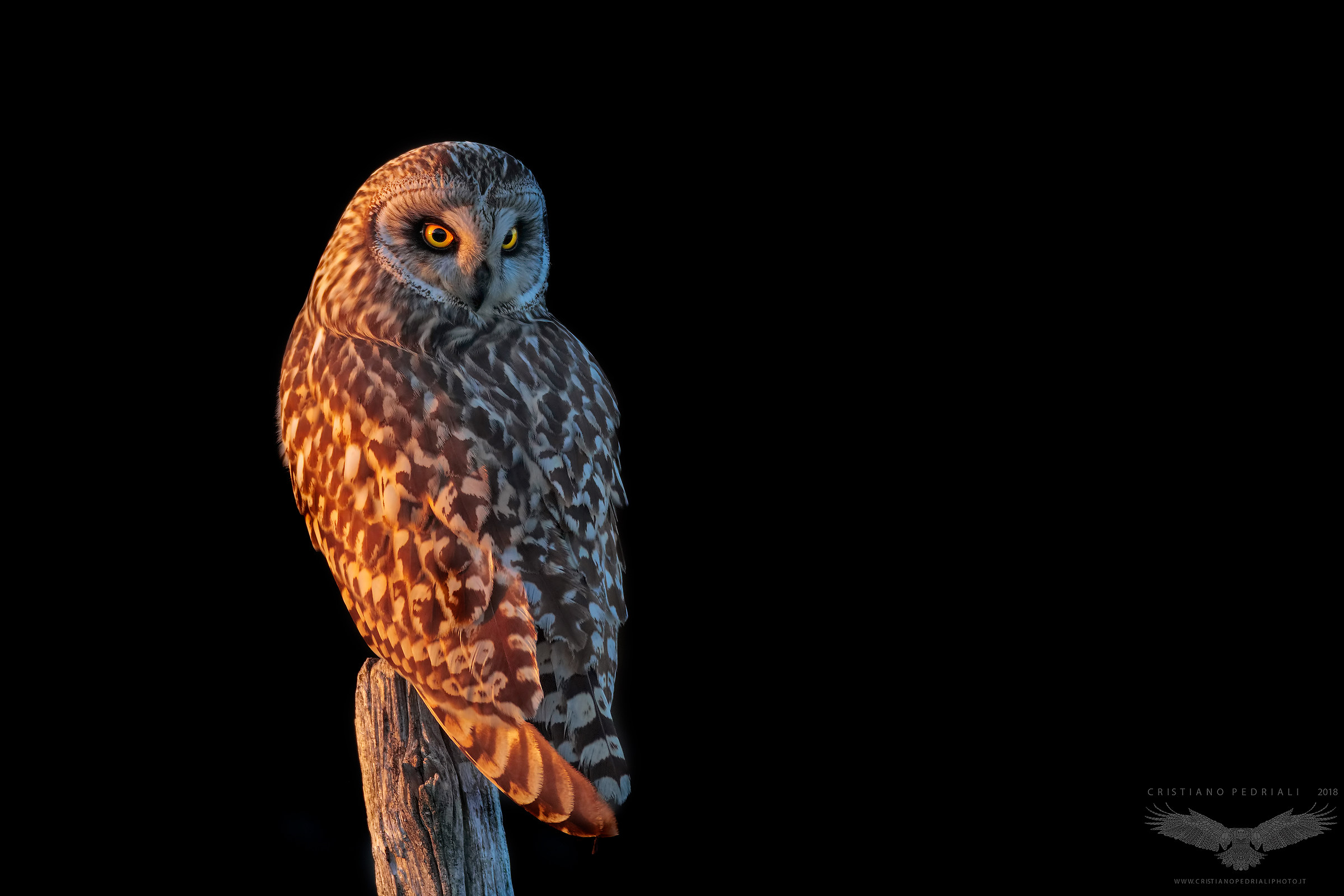 Until the last rays of sun ... (Asio flammeus)