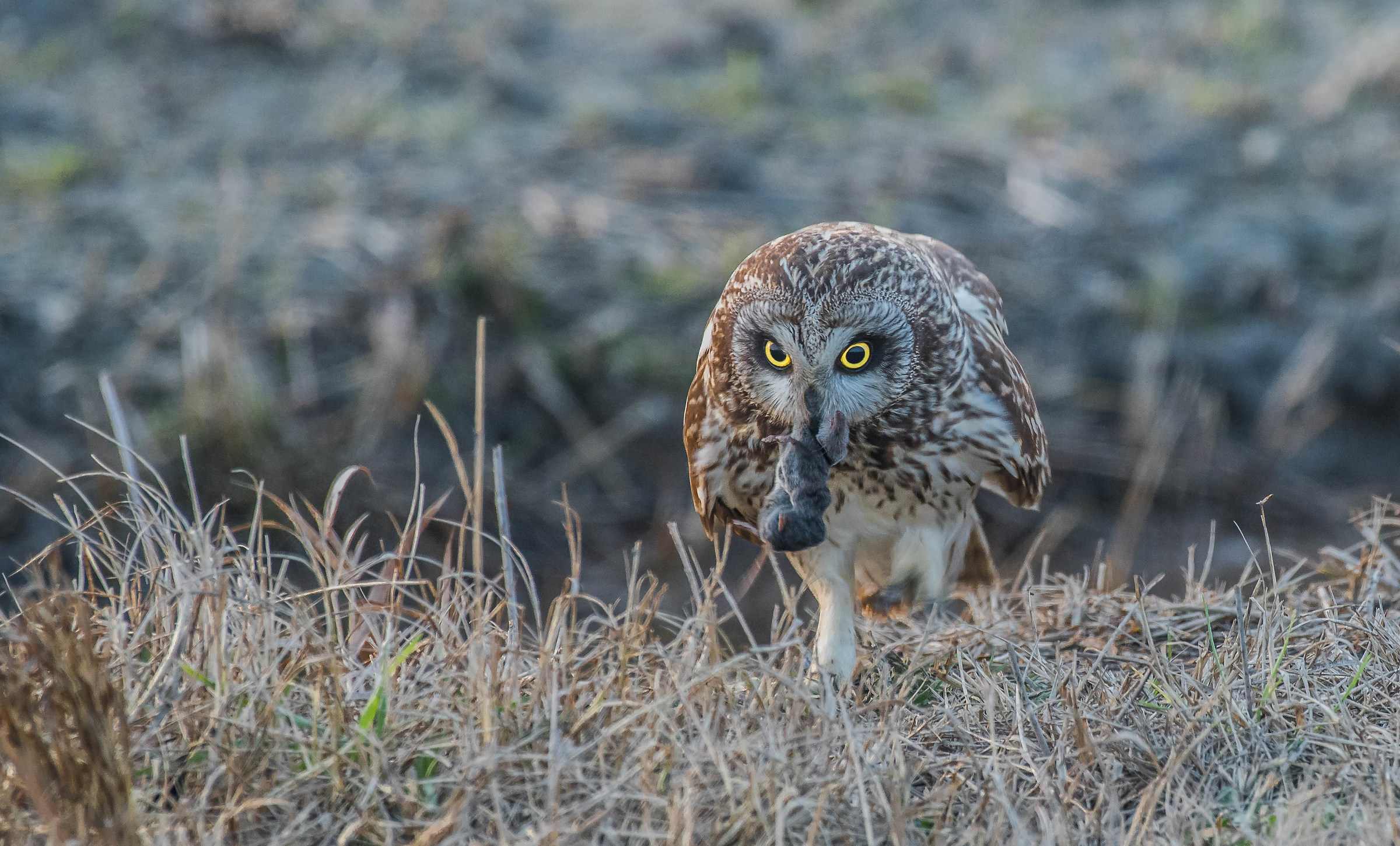 gufo di palude con preda