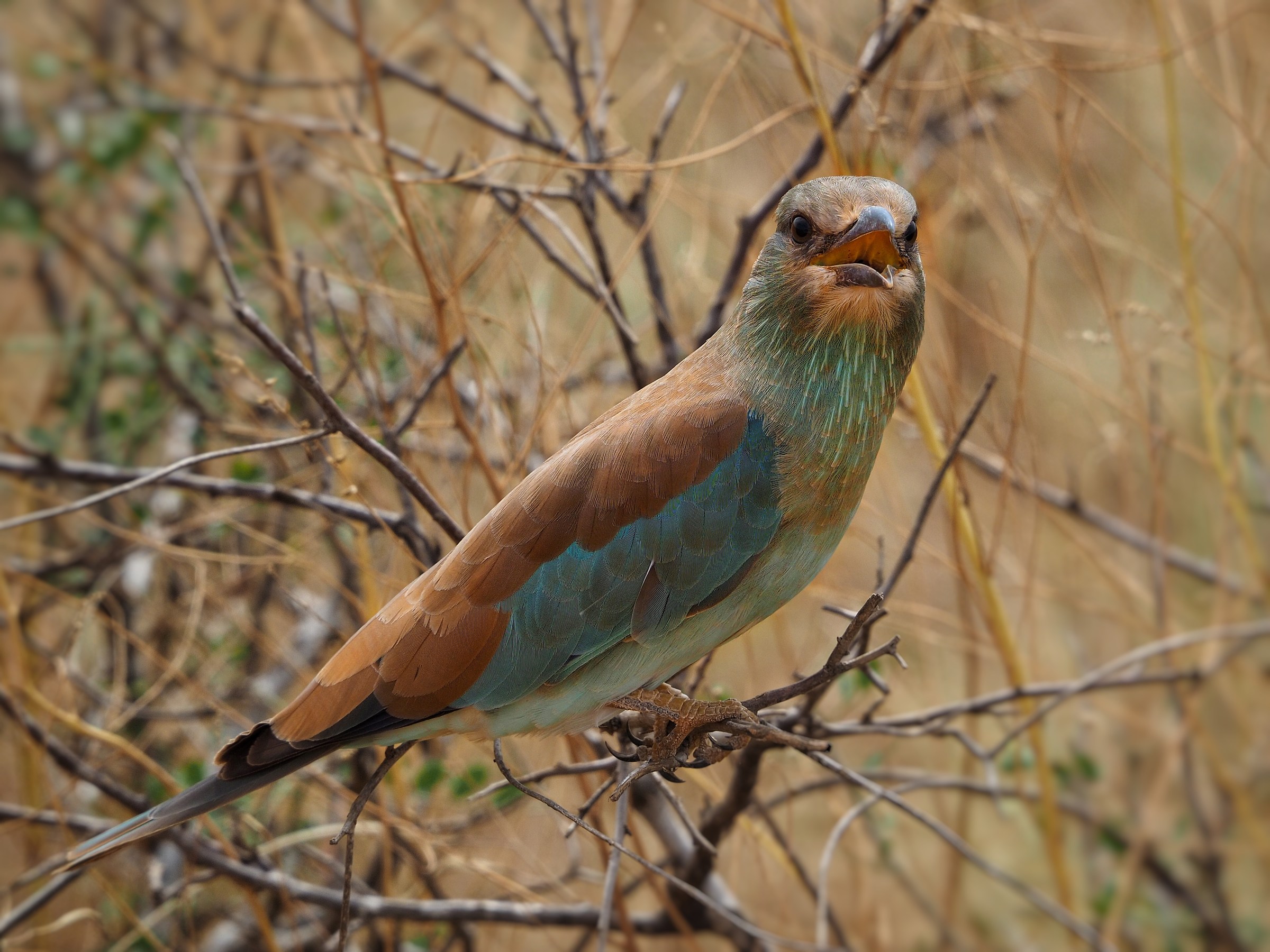 I do not know what a bird it is !! kenya