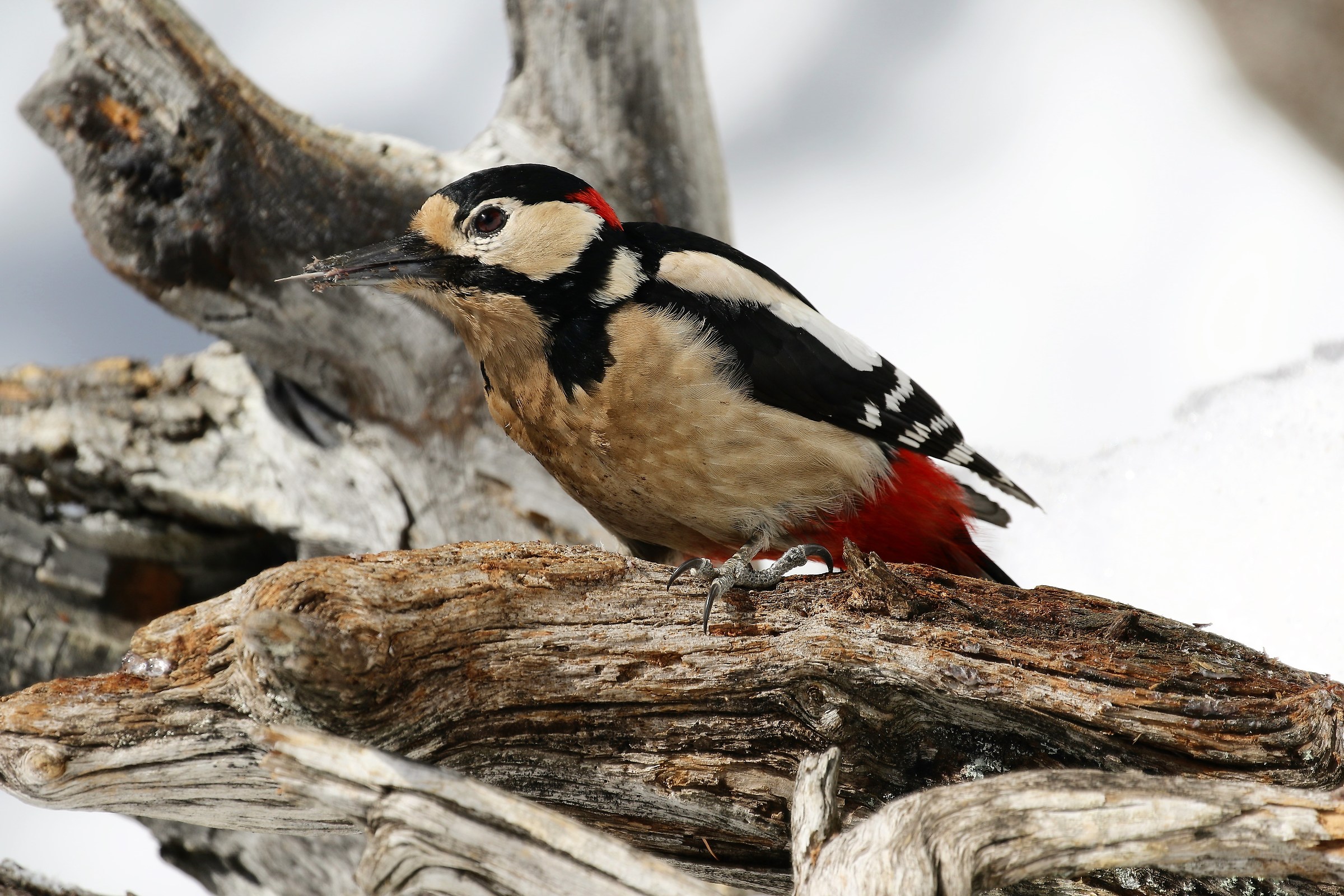 Great Spotted Woodpecker (Dendrocopos major)