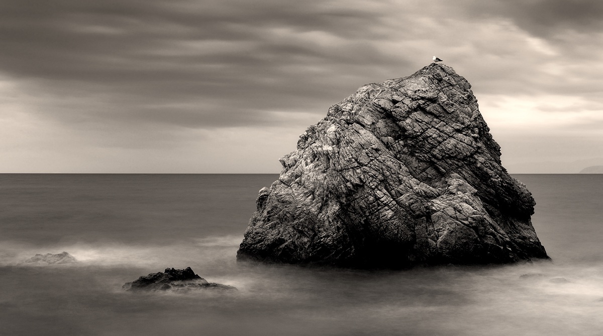 Il nido del Gabbiano Reale...