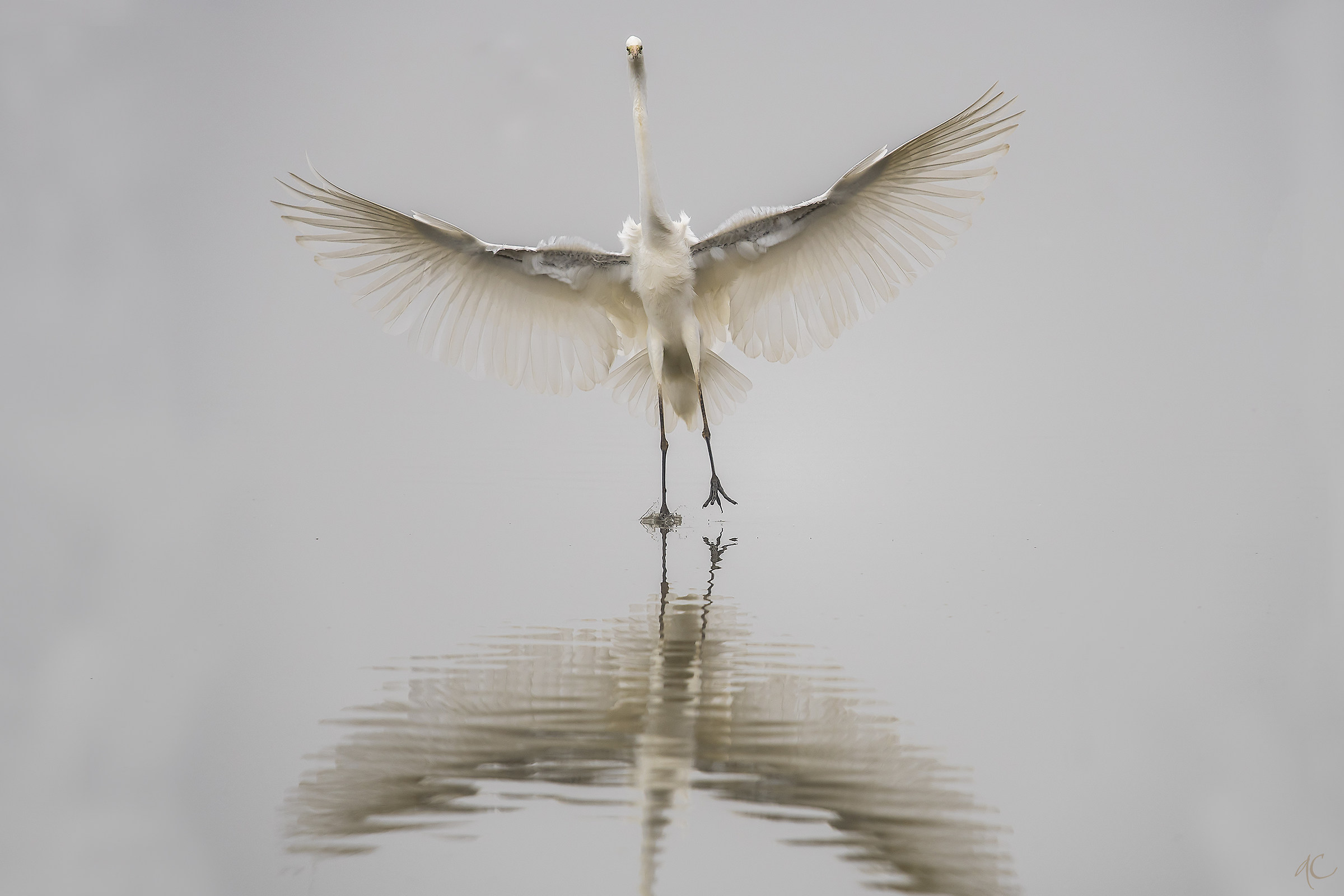 Airone bianco maggiore