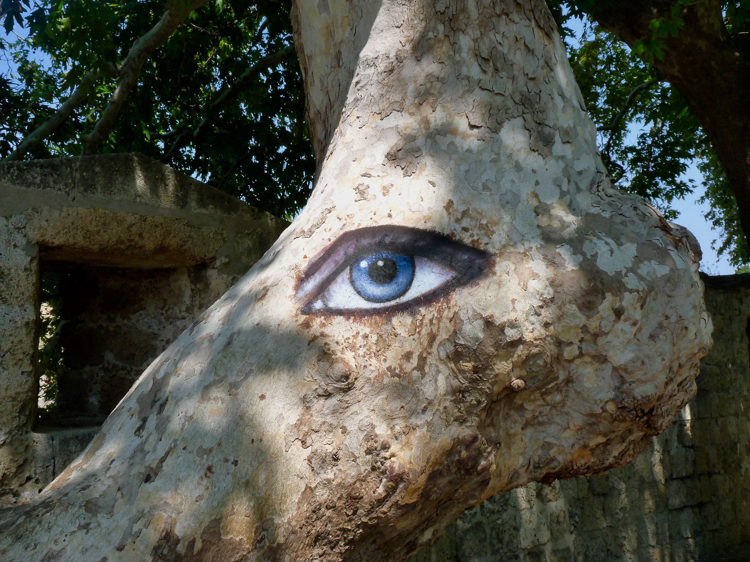 Eye to the tree!