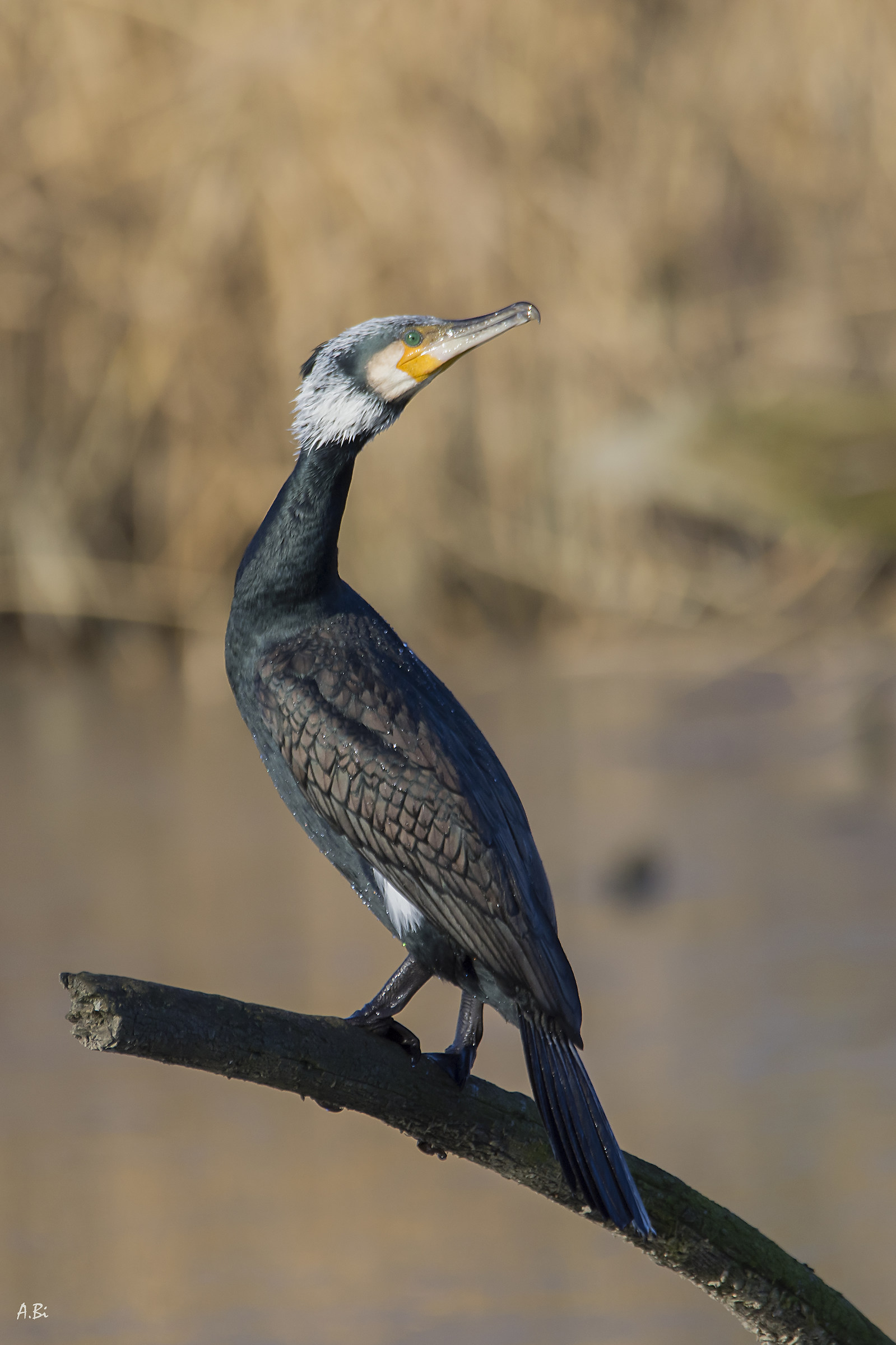 The elegant dress of the cormorant