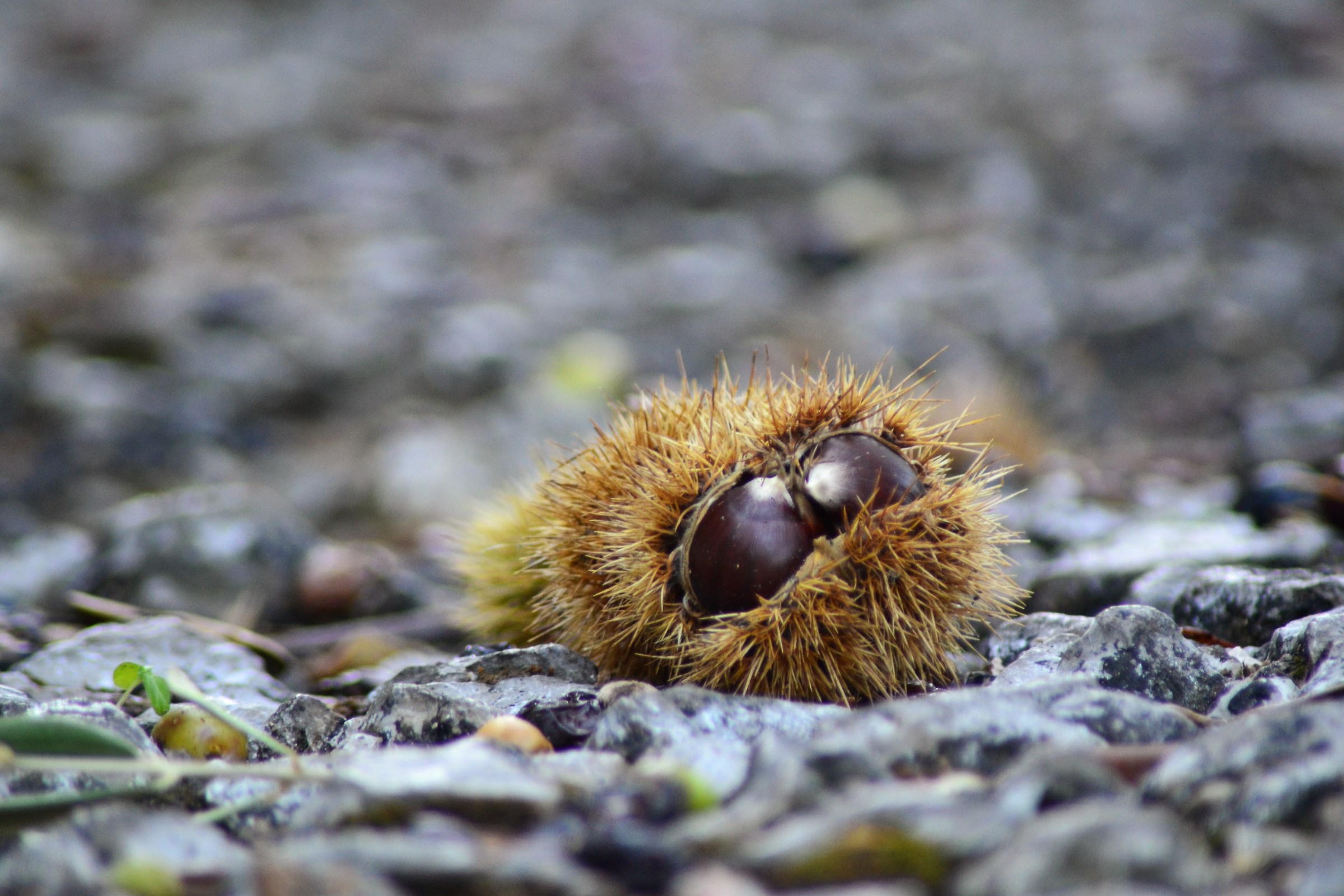 chestnuts