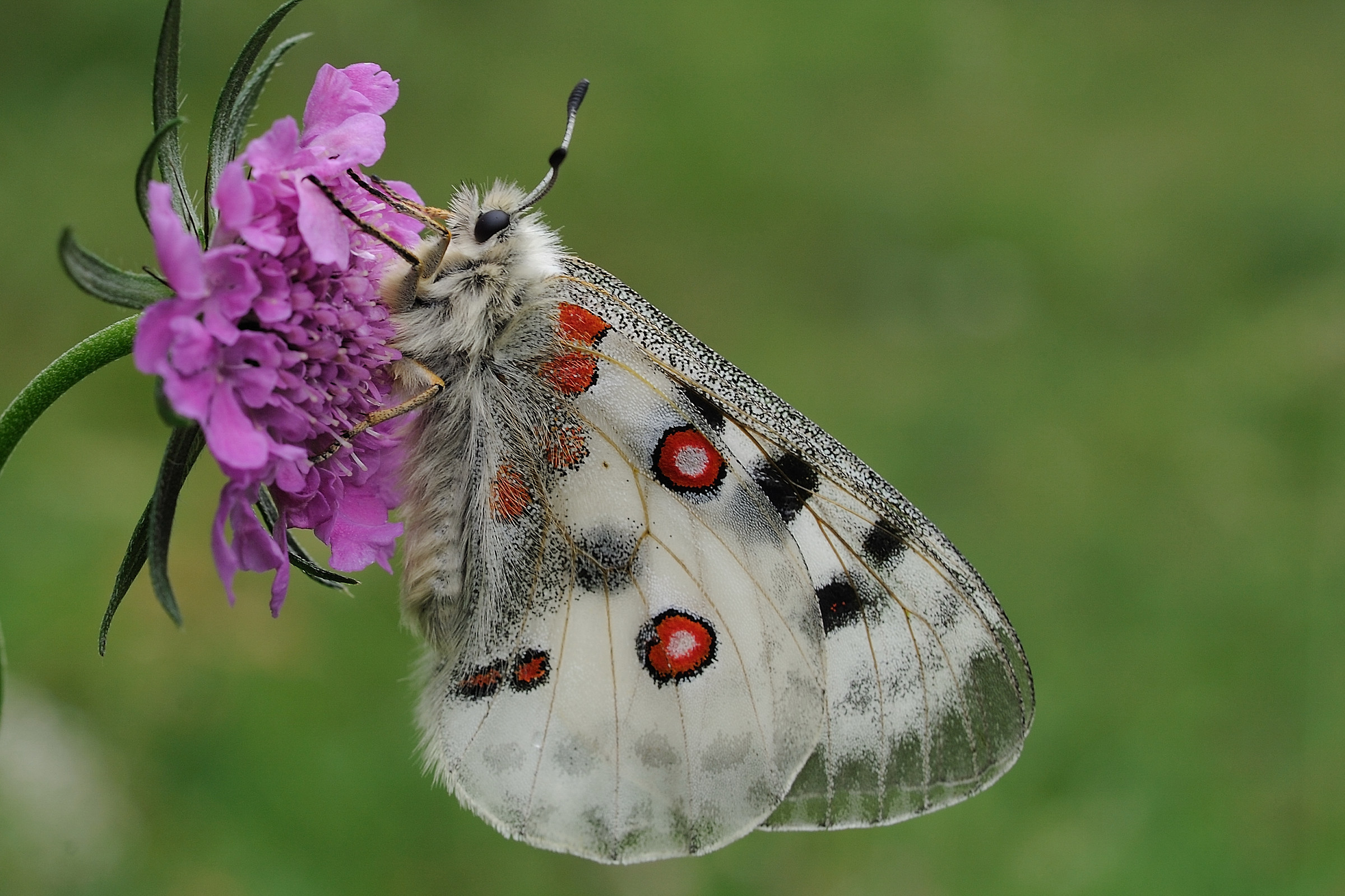 Parnassius apollo