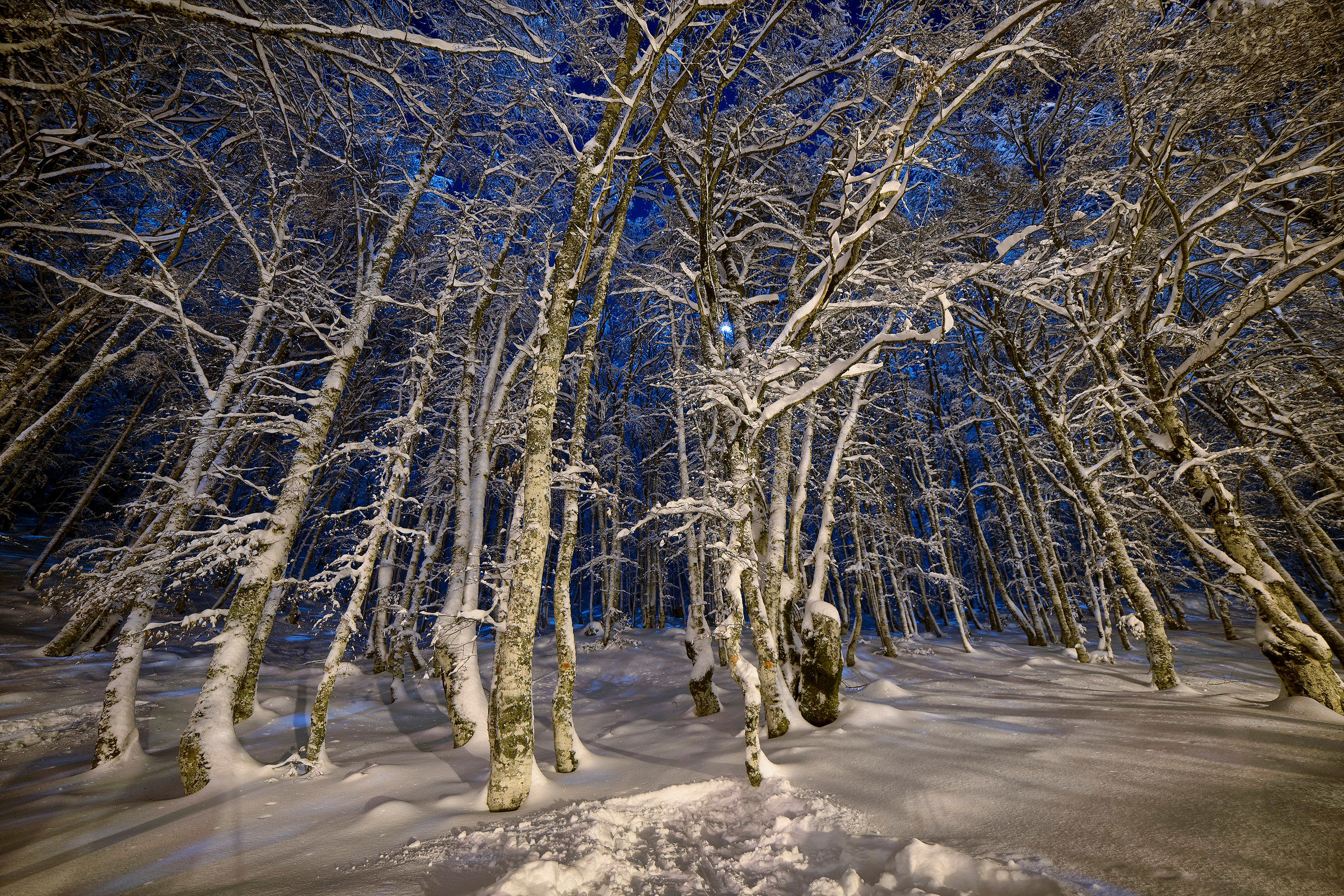 The snowy forest at night