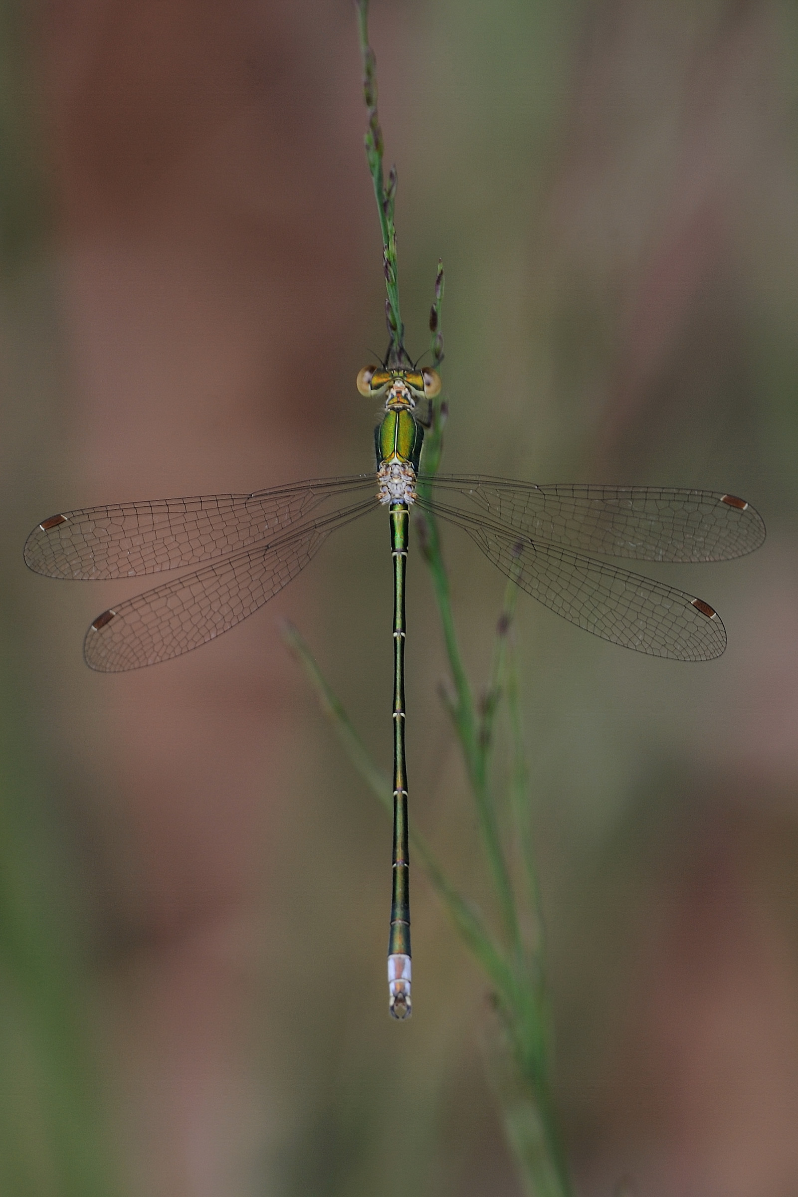 Lestes virens