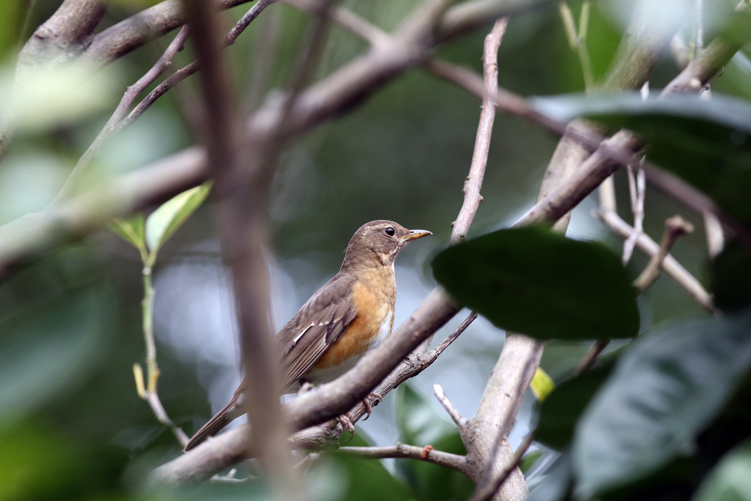 Brown-headed Thrush