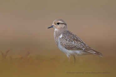 Charadrius modestus