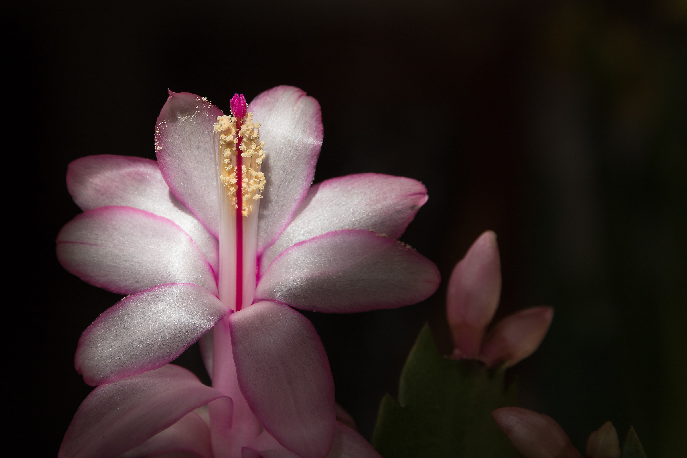 Schlumbergera, Canon 15-85, 85mm f 7.1, 1/125