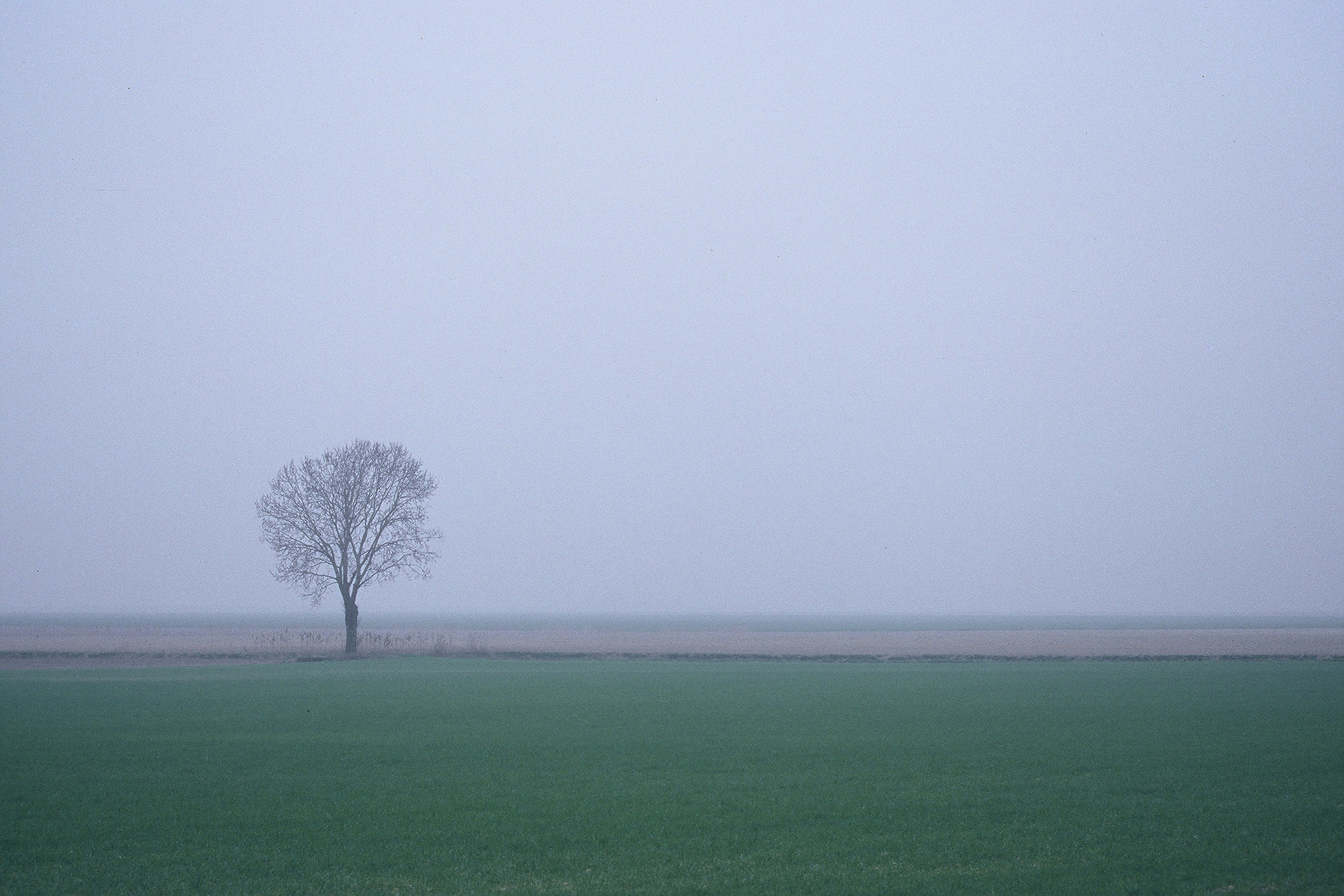The solitary tree