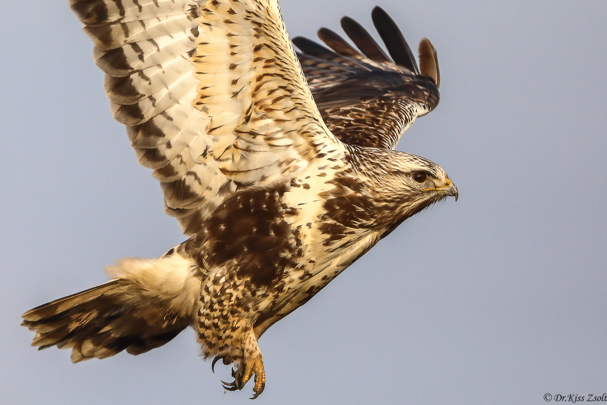 Ritratto di poiana ruvido