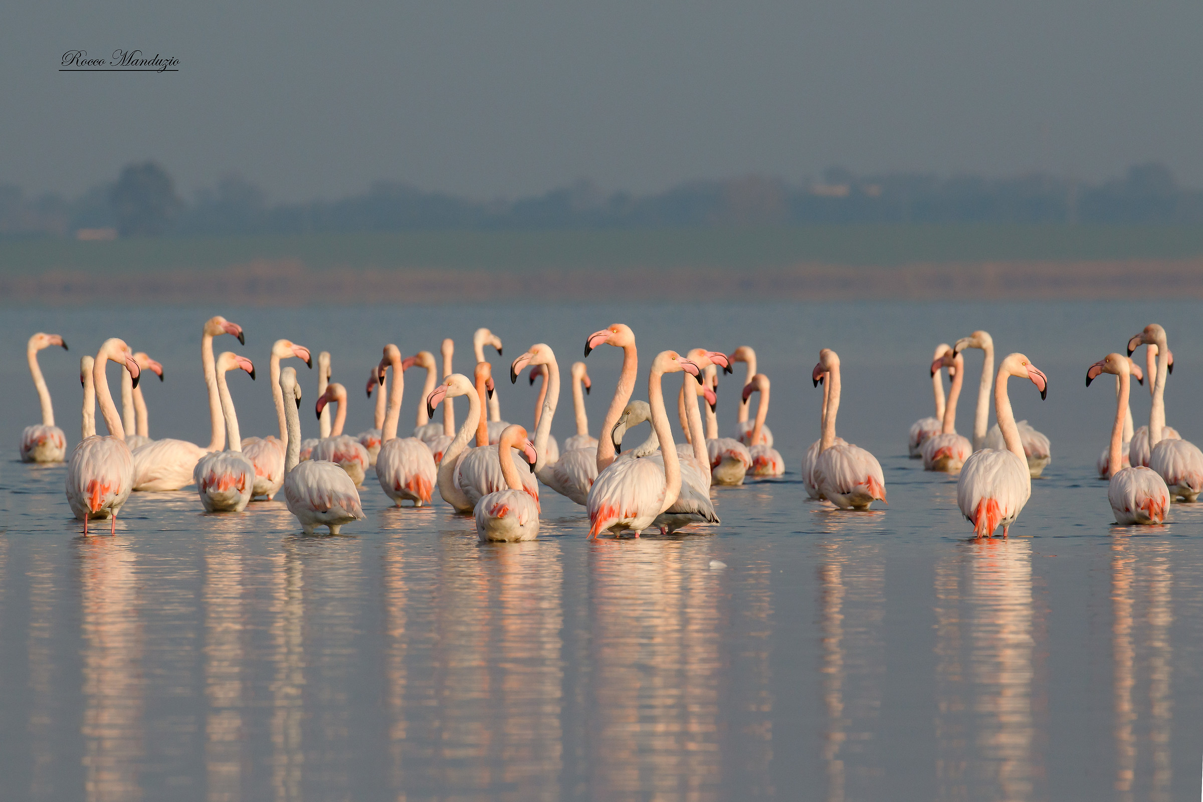 Flamingos at the first light of the day