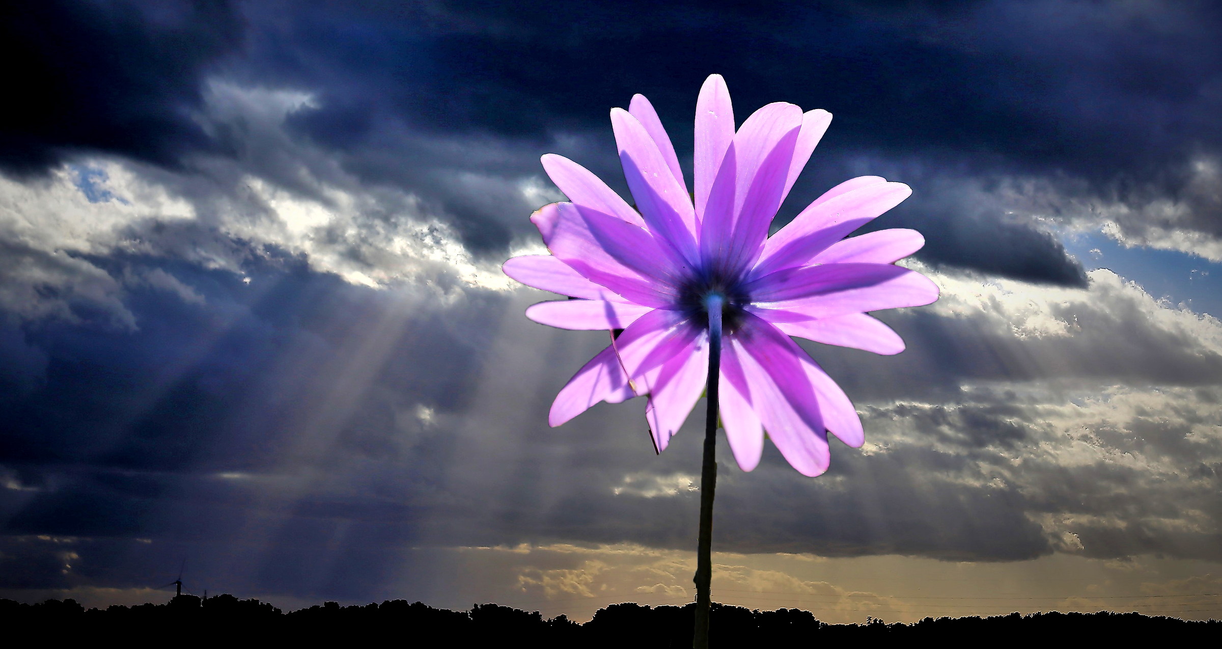 the flower that looks