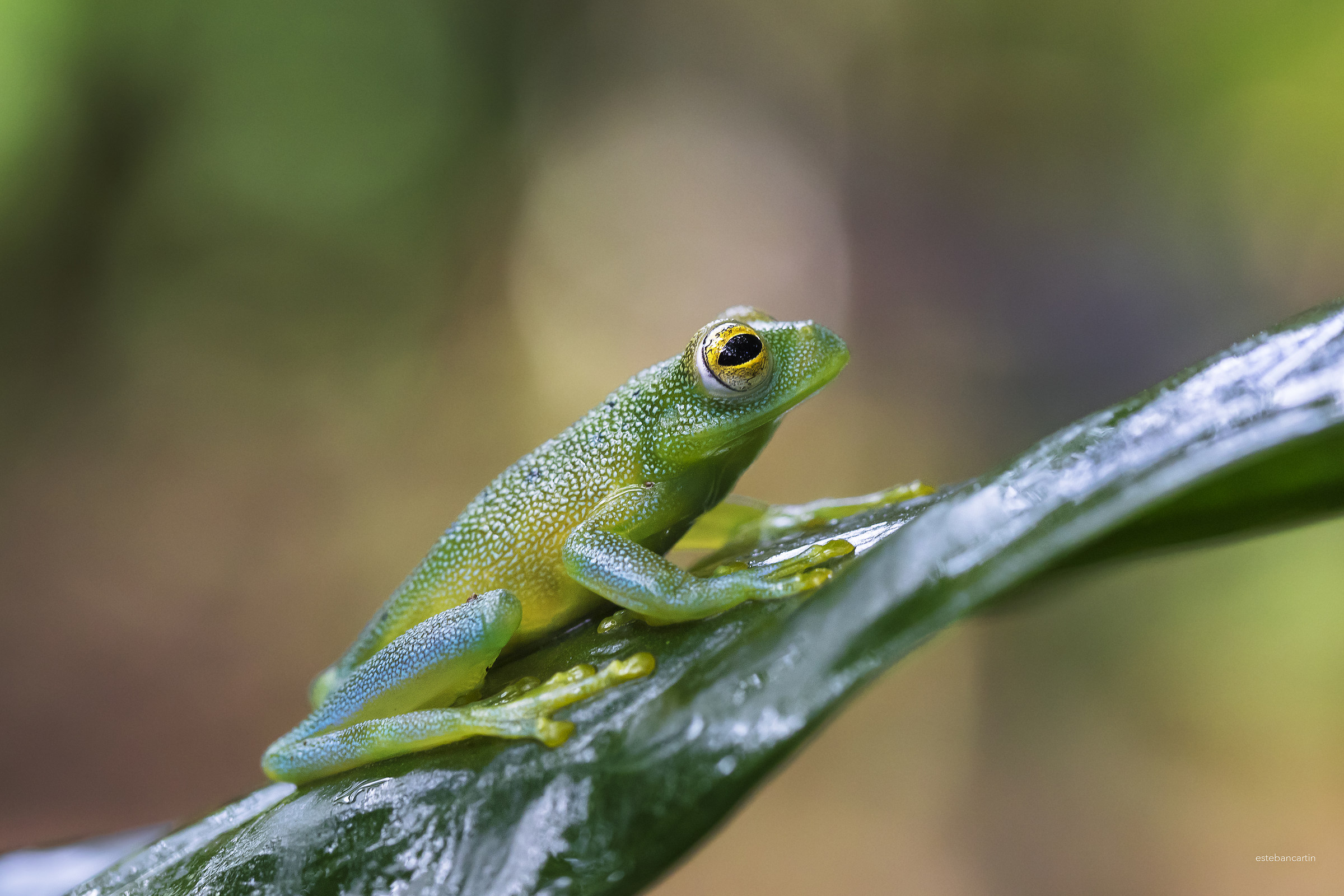 Rana de vidrio granulosa (Cochranella granulosa)