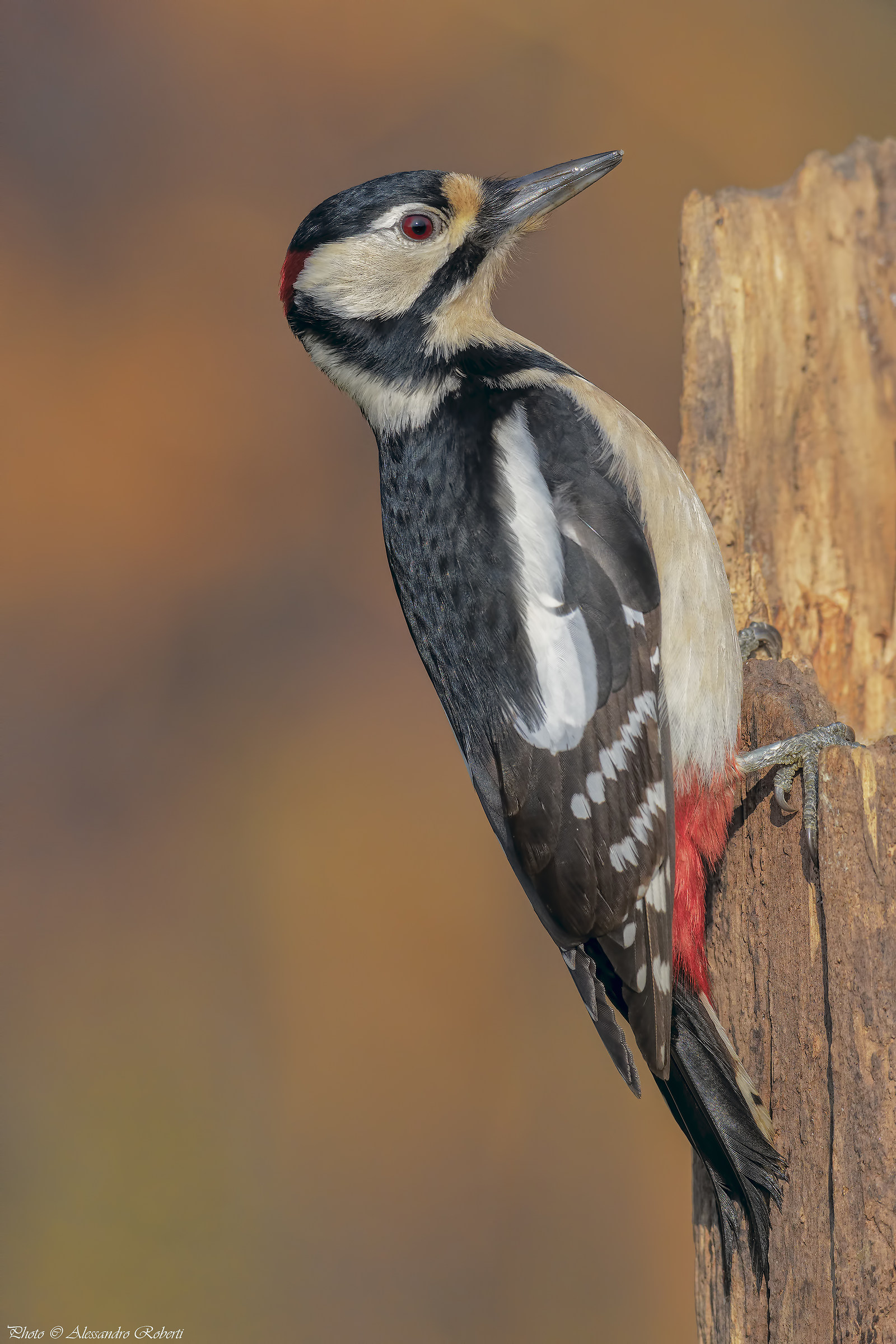 Picchio rosso maggiore ( Dendrocopos major )