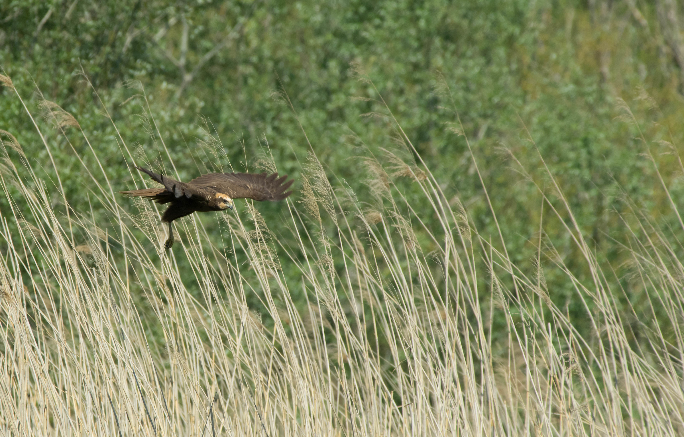 Falco di Palude femmina - 2
