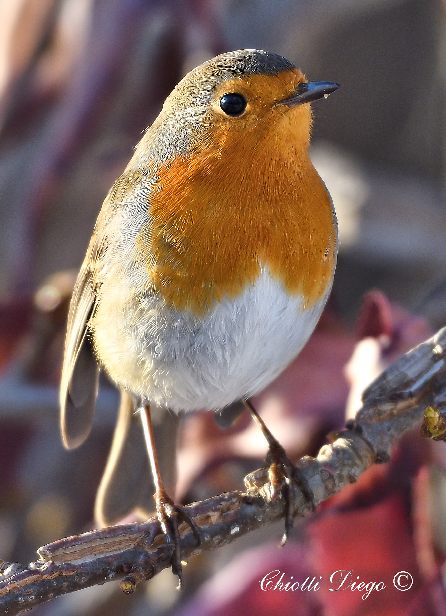 Robin