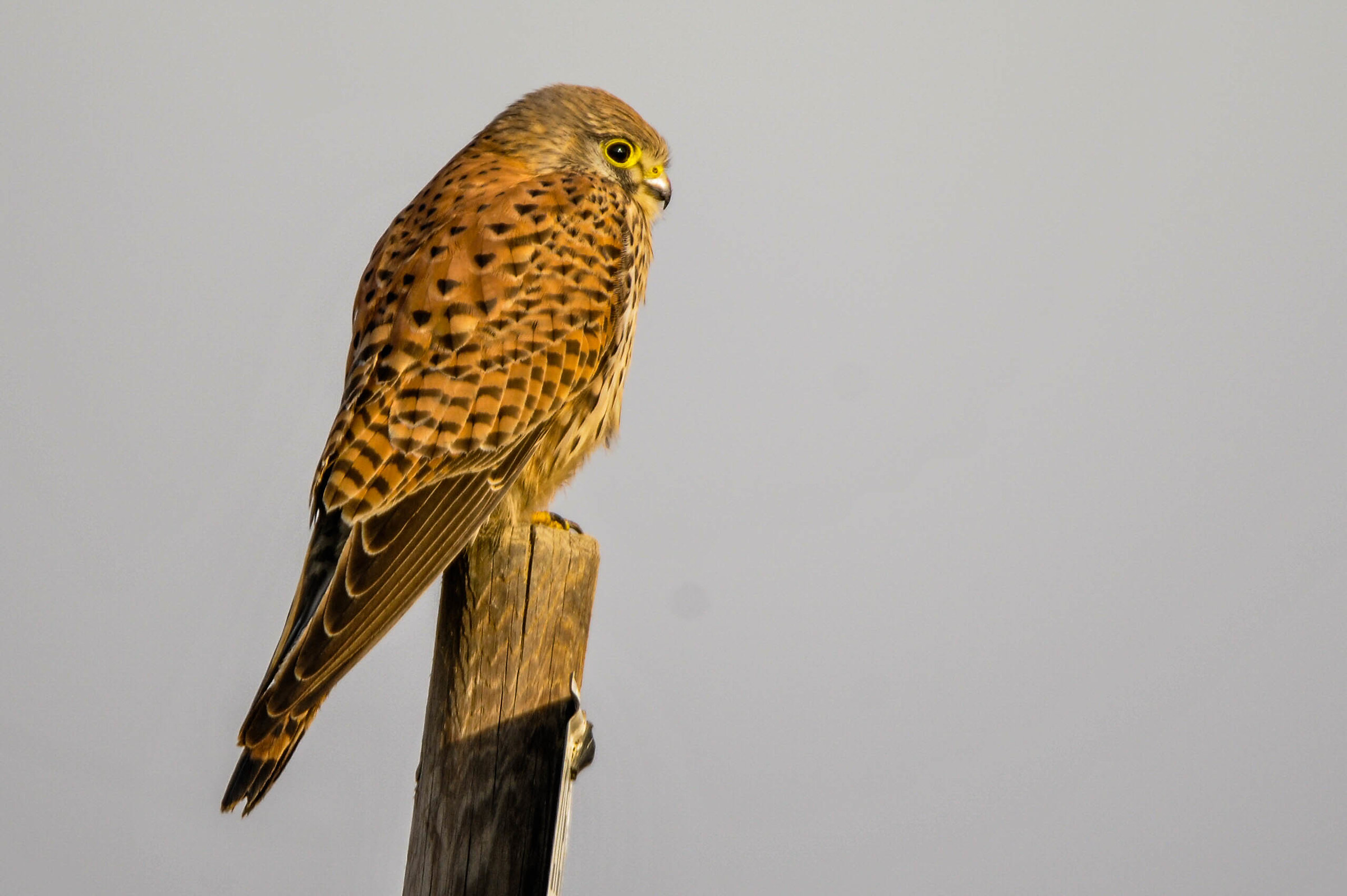 Kestrel
