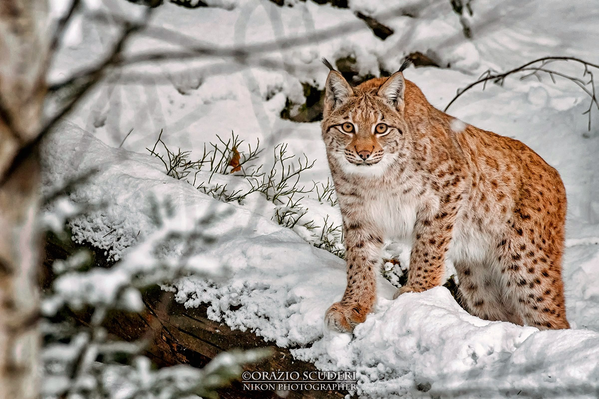 Lynx lynx