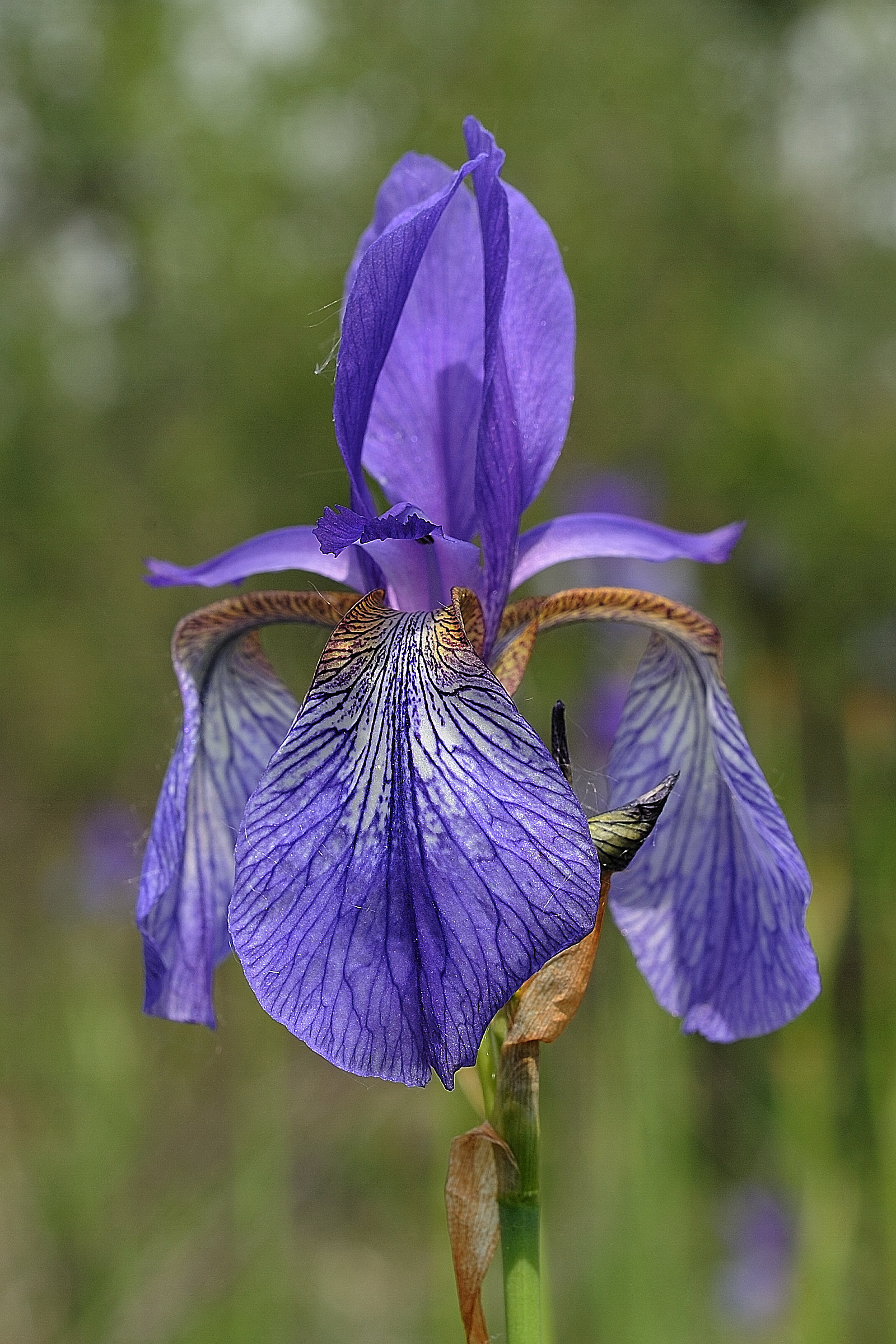 Siberian iris