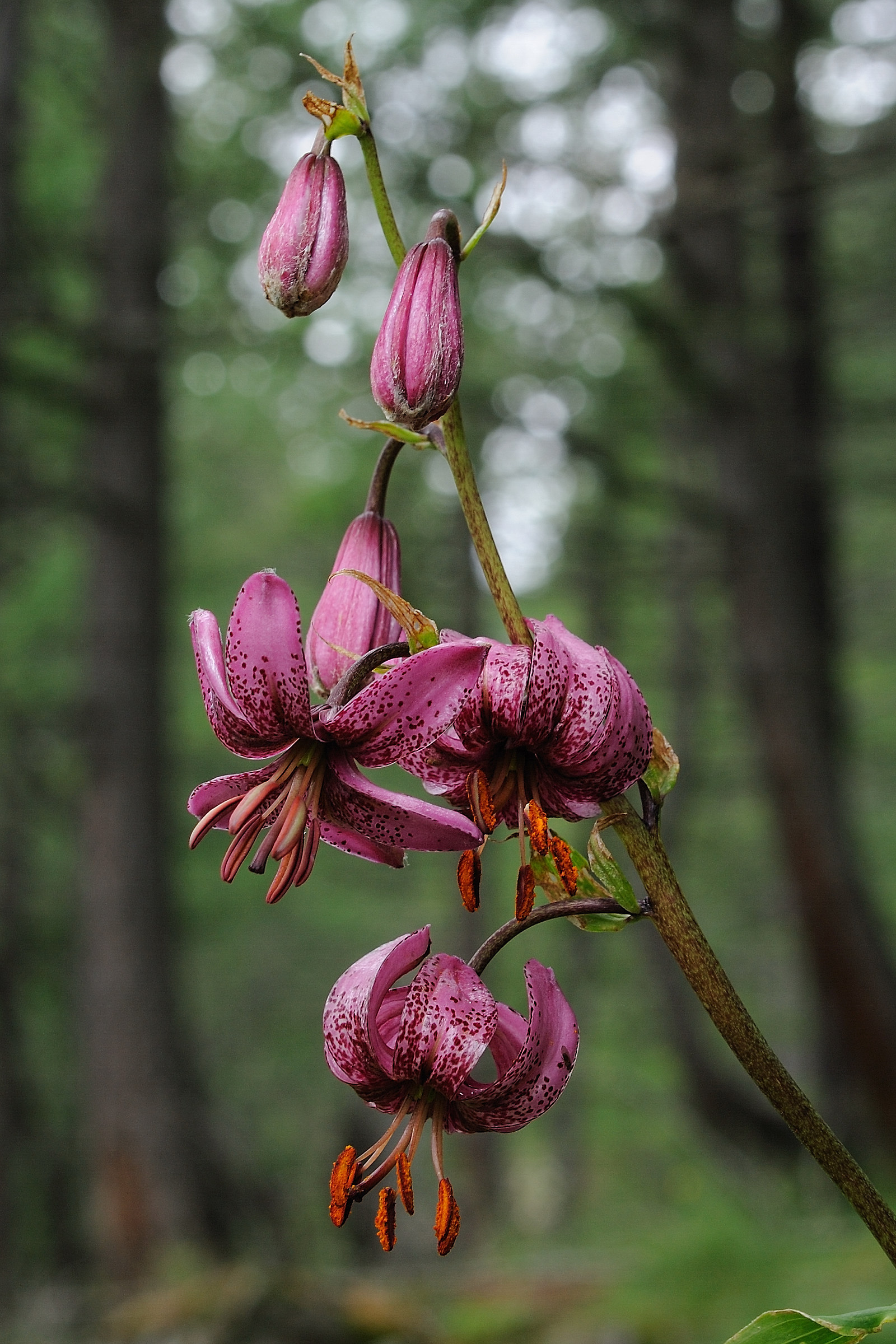 Martagon lily