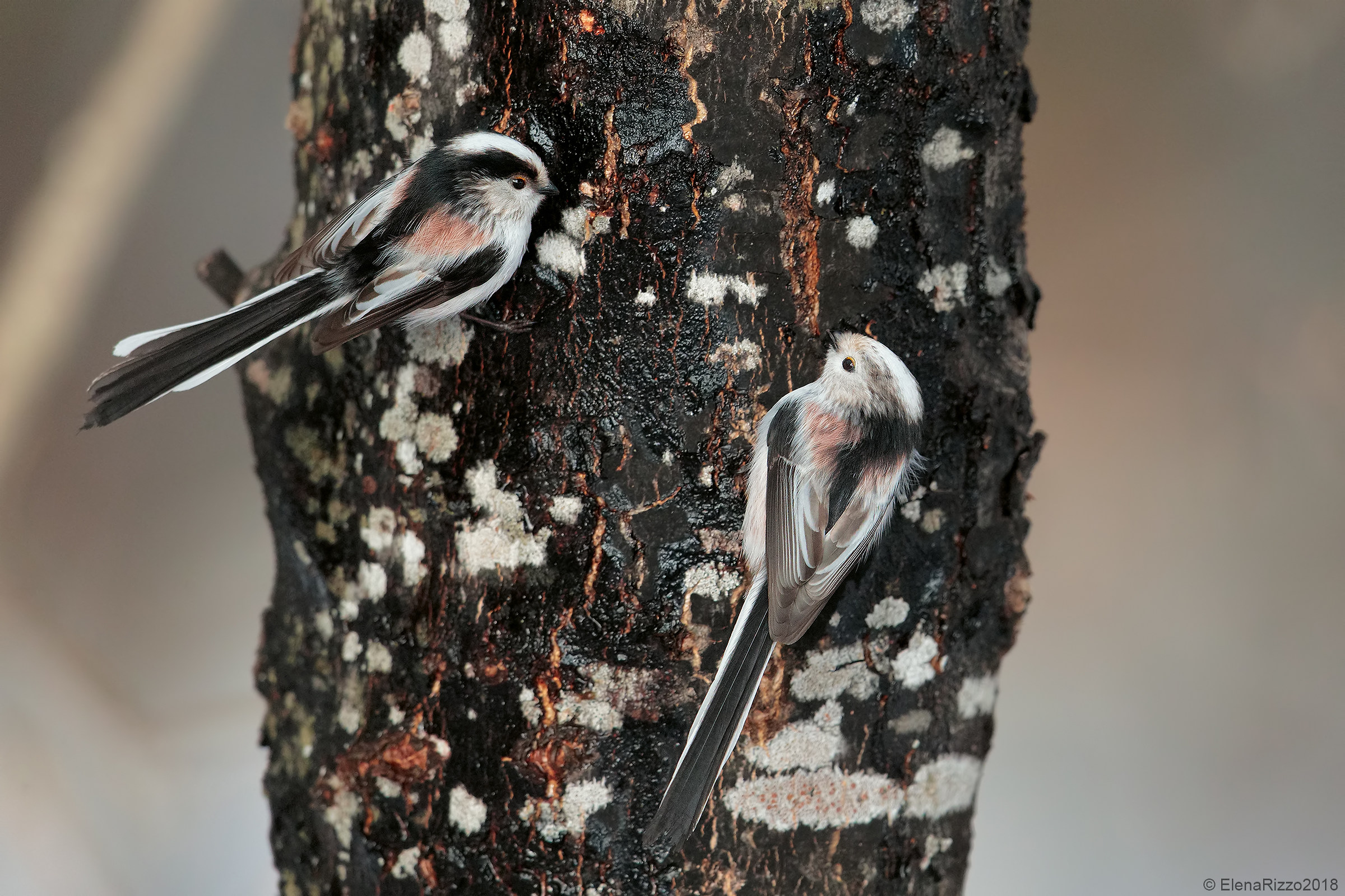 long-tailed tits