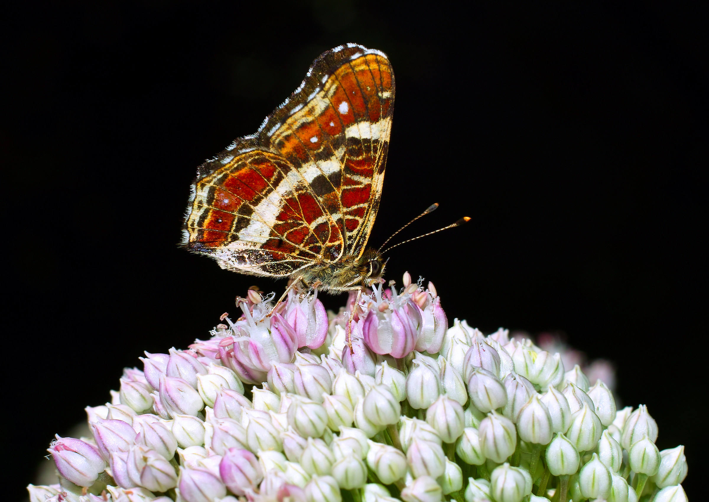 Araschnia levana, Vanessa levana