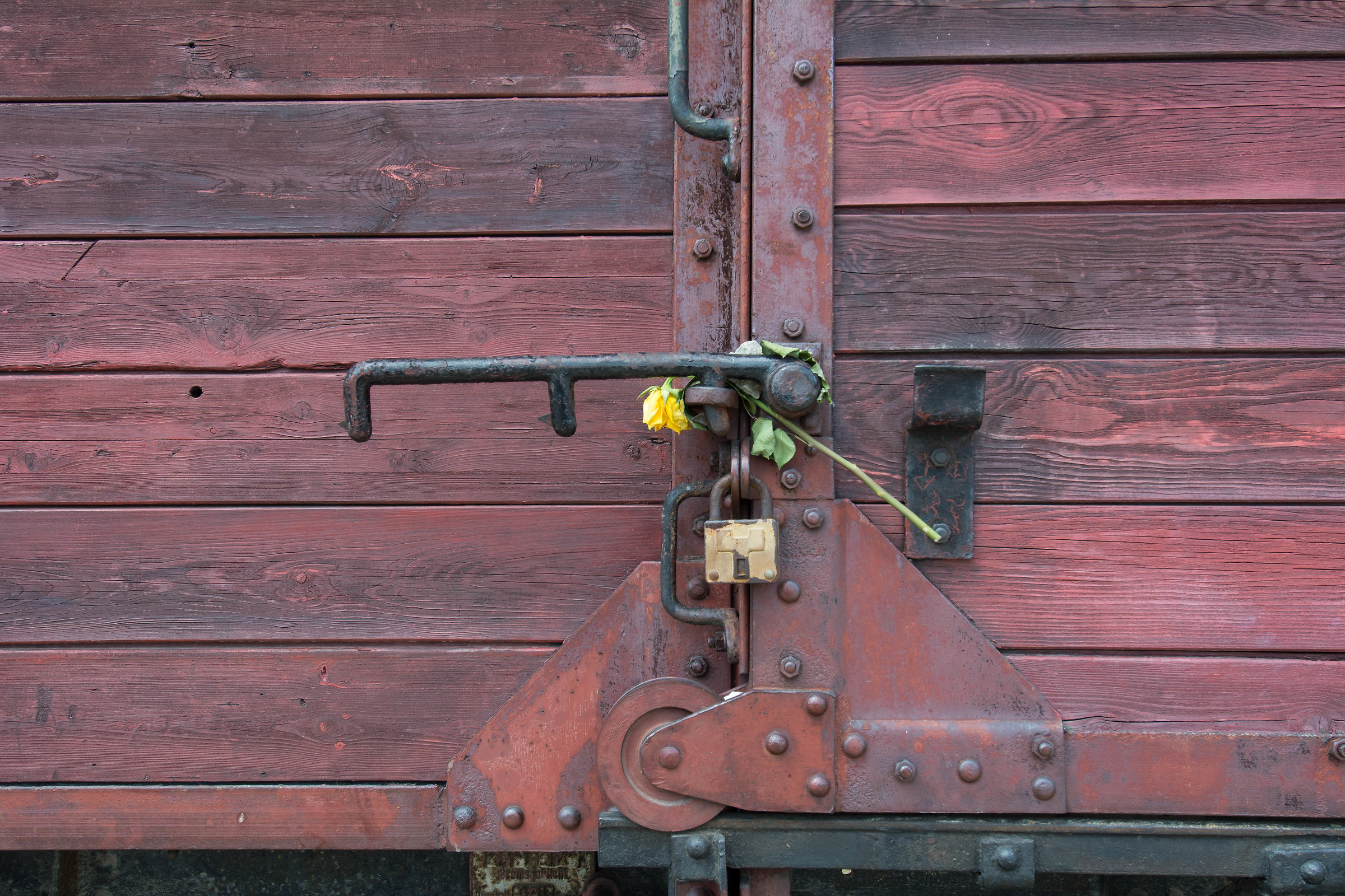 Un fiore per la vita