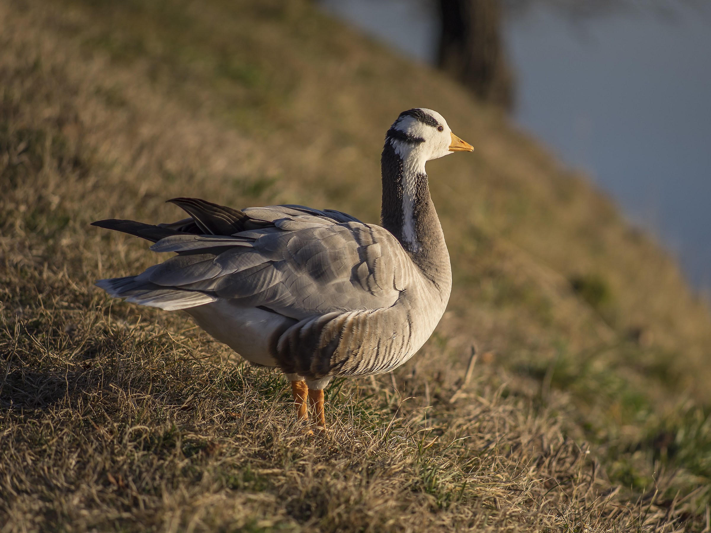 Oca indiana sul Ticino - 15