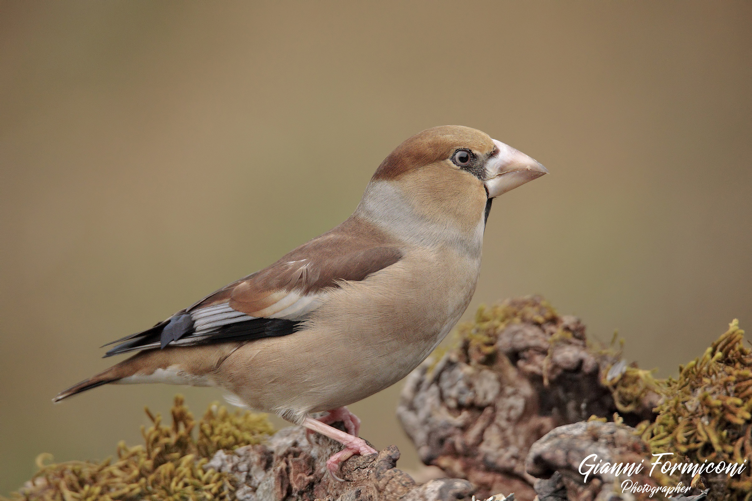 Grosbeak