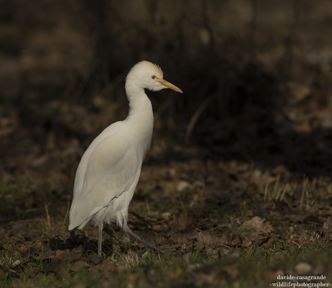 Guardian heron