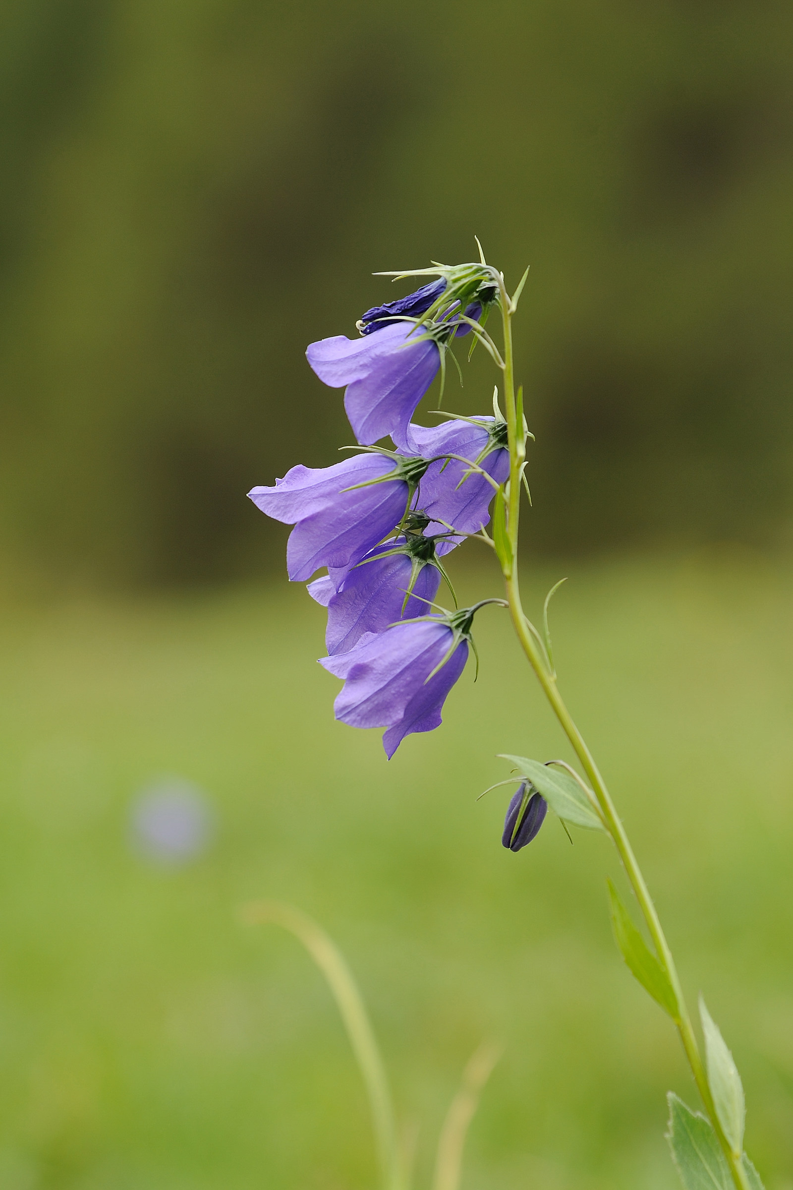 Rhomboid bellflower