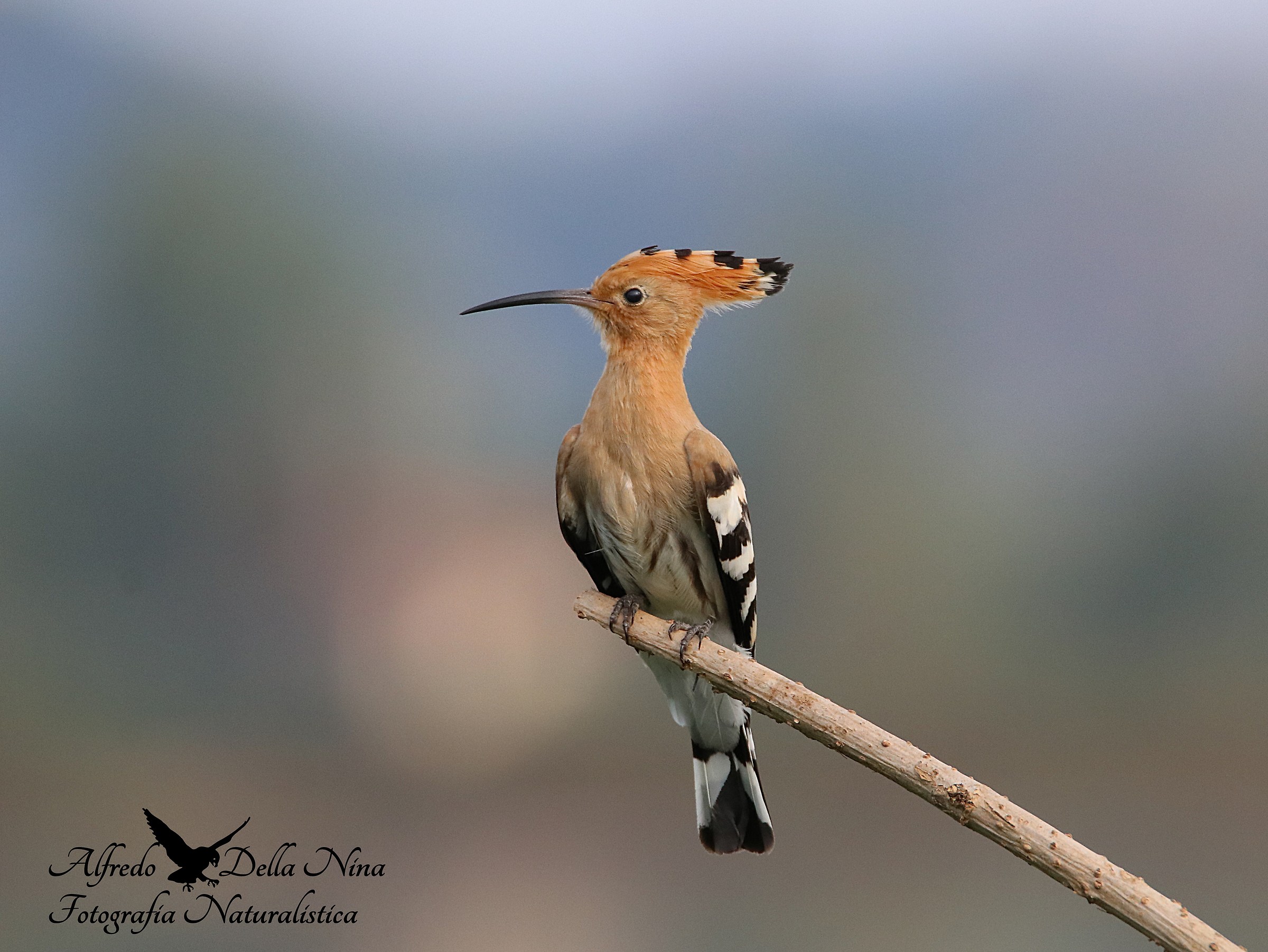 Hoopoe