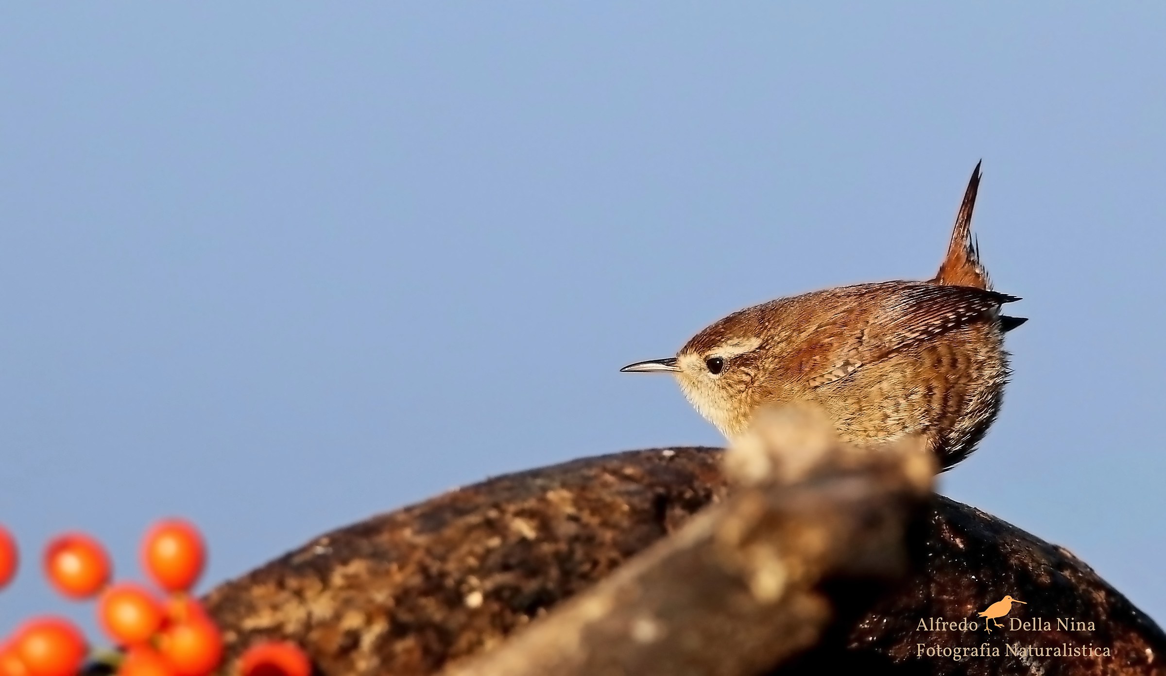 Wren